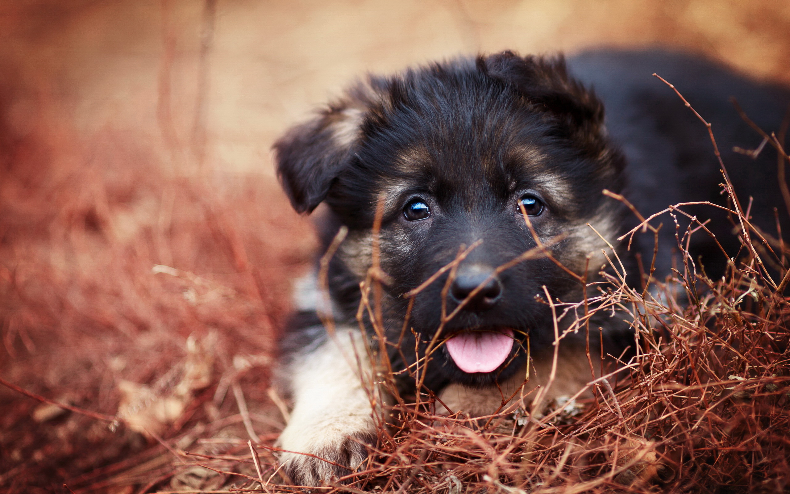 Téléchargez des papiers peints mobile Chiot, Chiens, Animaux gratuitement.