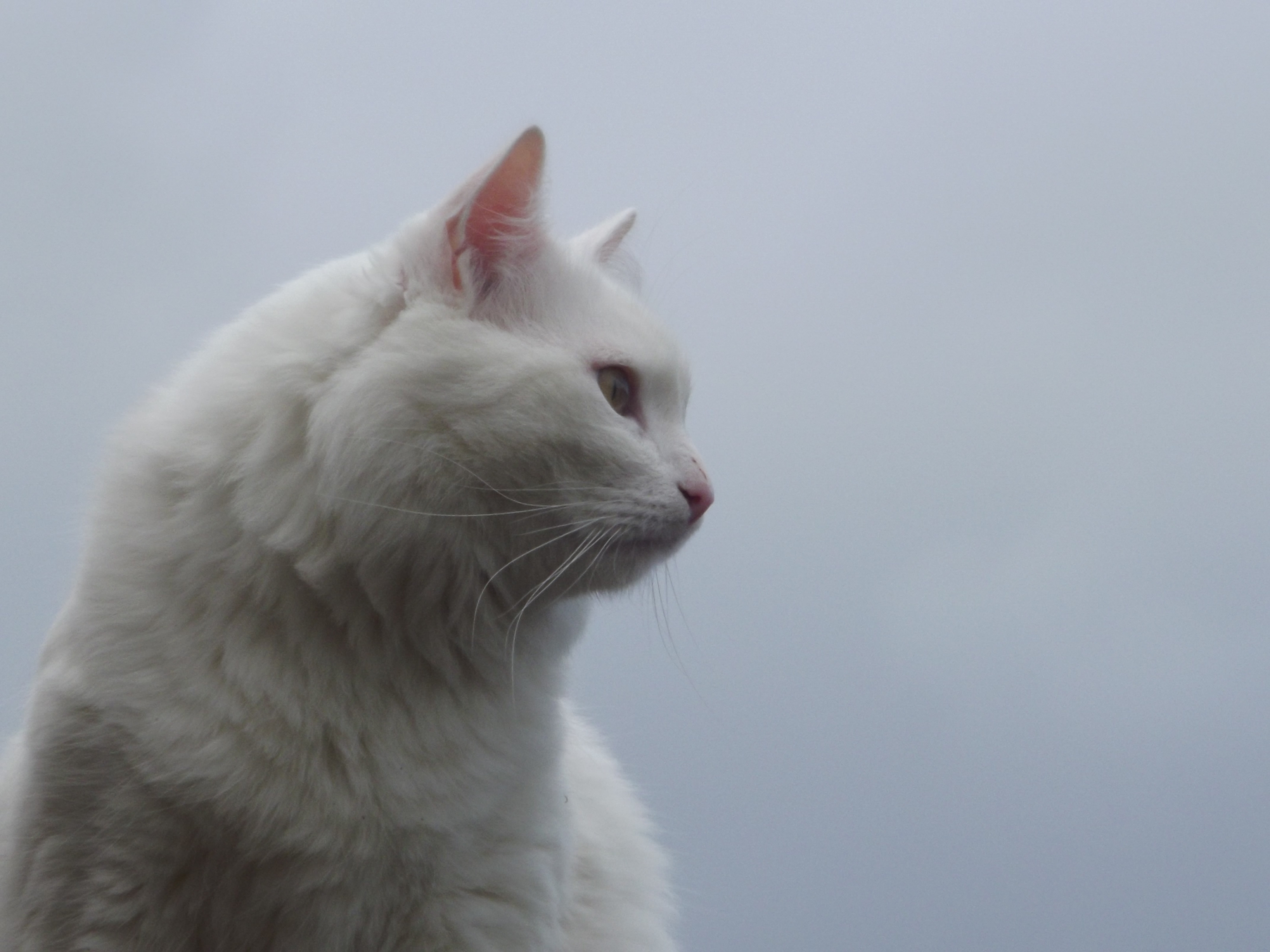 Baixe gratuitamente a imagem Animais, Gatos, Gato na área de trabalho do seu PC