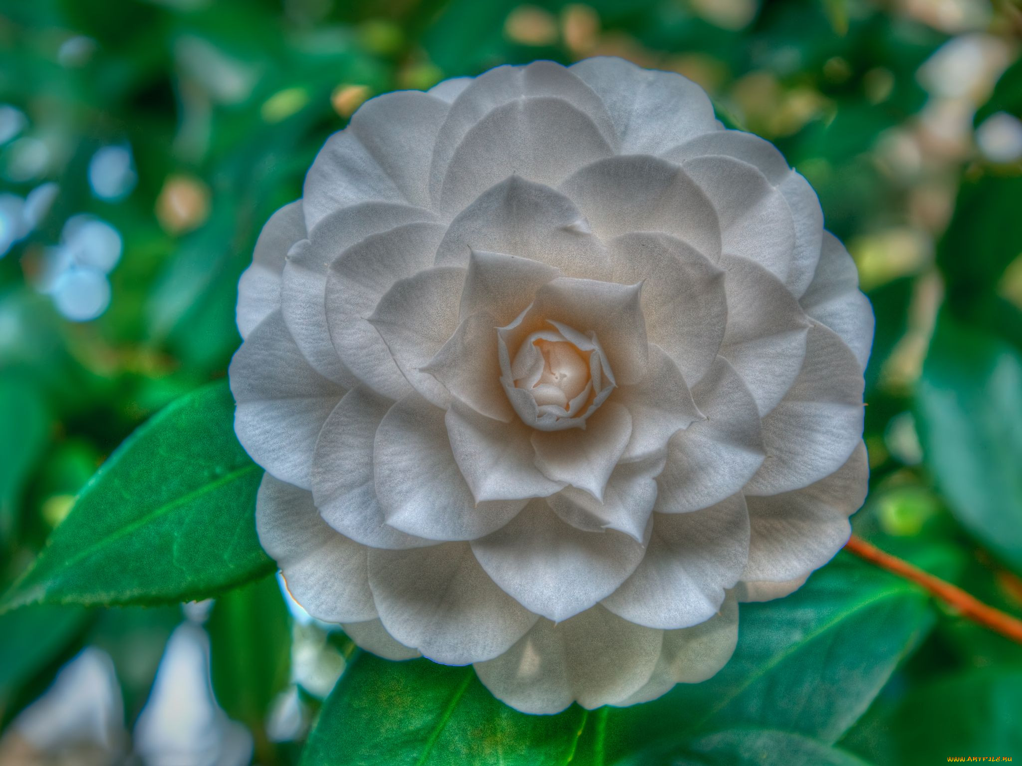Download mobile wallpaper Flowers, Flower, Close Up, Earth, Camellia, White Flower for free.