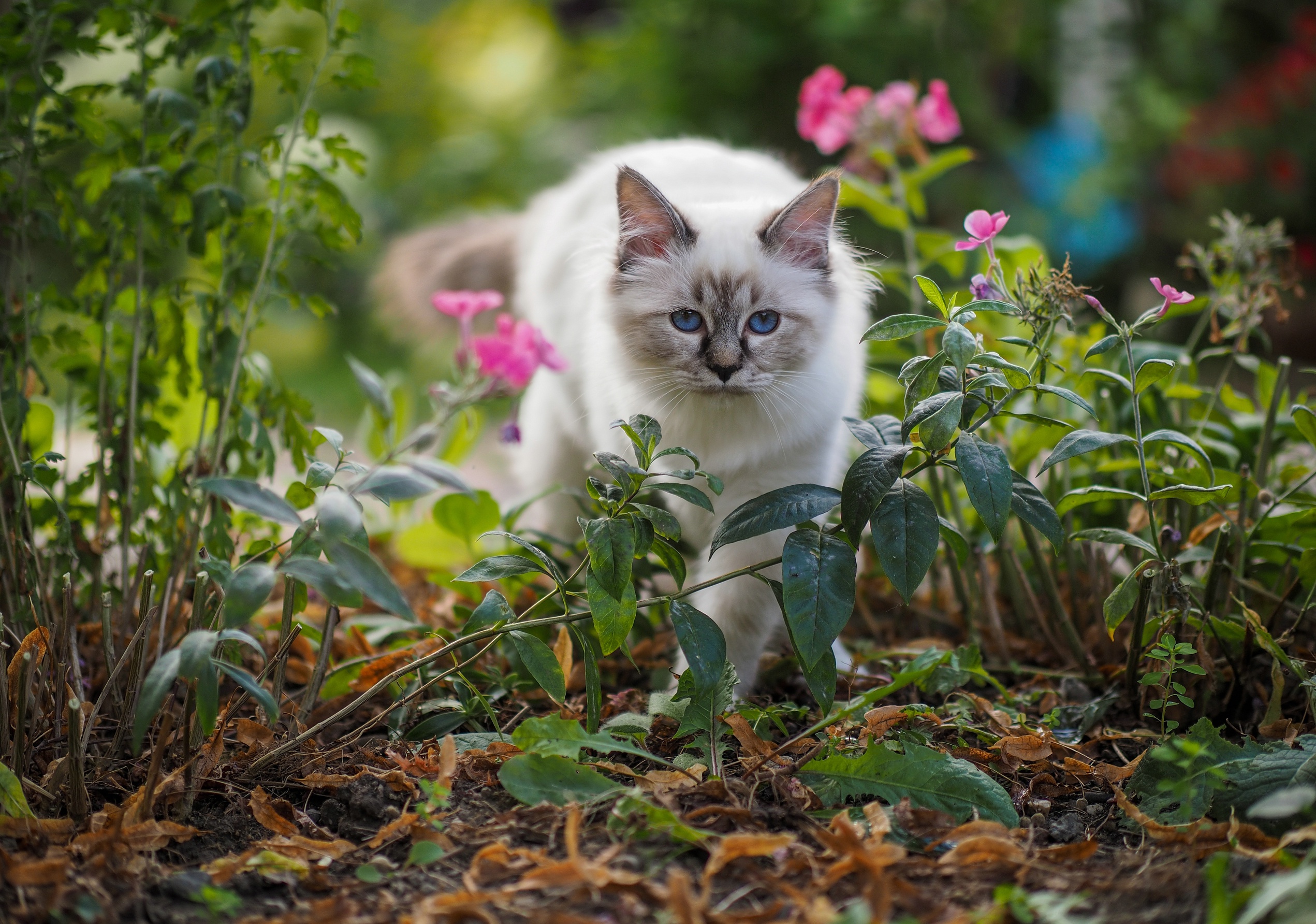 Handy-Wallpaper Tiere, Katzen, Katze kostenlos herunterladen.