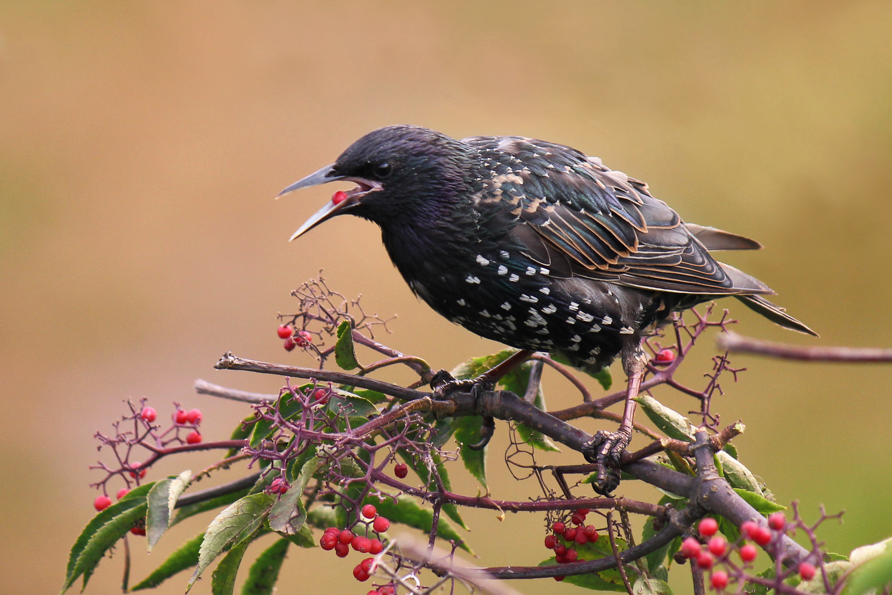 Baixe gratuitamente a imagem Animais, Aves, Pássaro na área de trabalho do seu PC