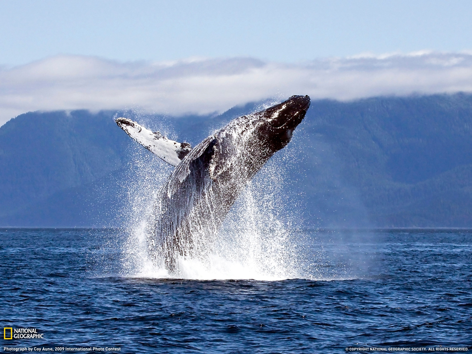 613714 скачать обои кит, животные, нарушение - заставки и картинки бесплатно