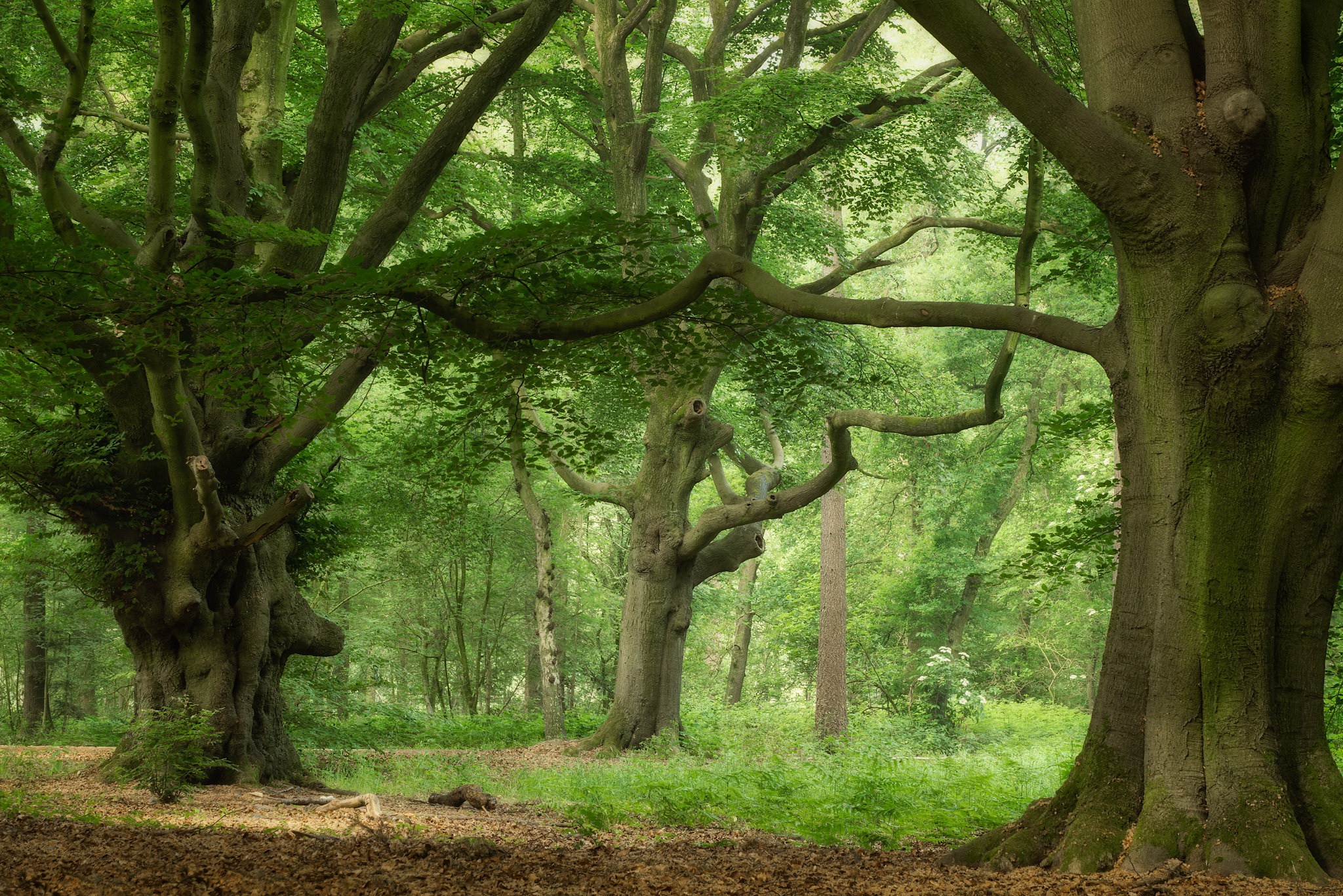 Laden Sie das Natur, Bäume, Sommer, Wald, Baum, Erde/natur-Bild kostenlos auf Ihren PC-Desktop herunter