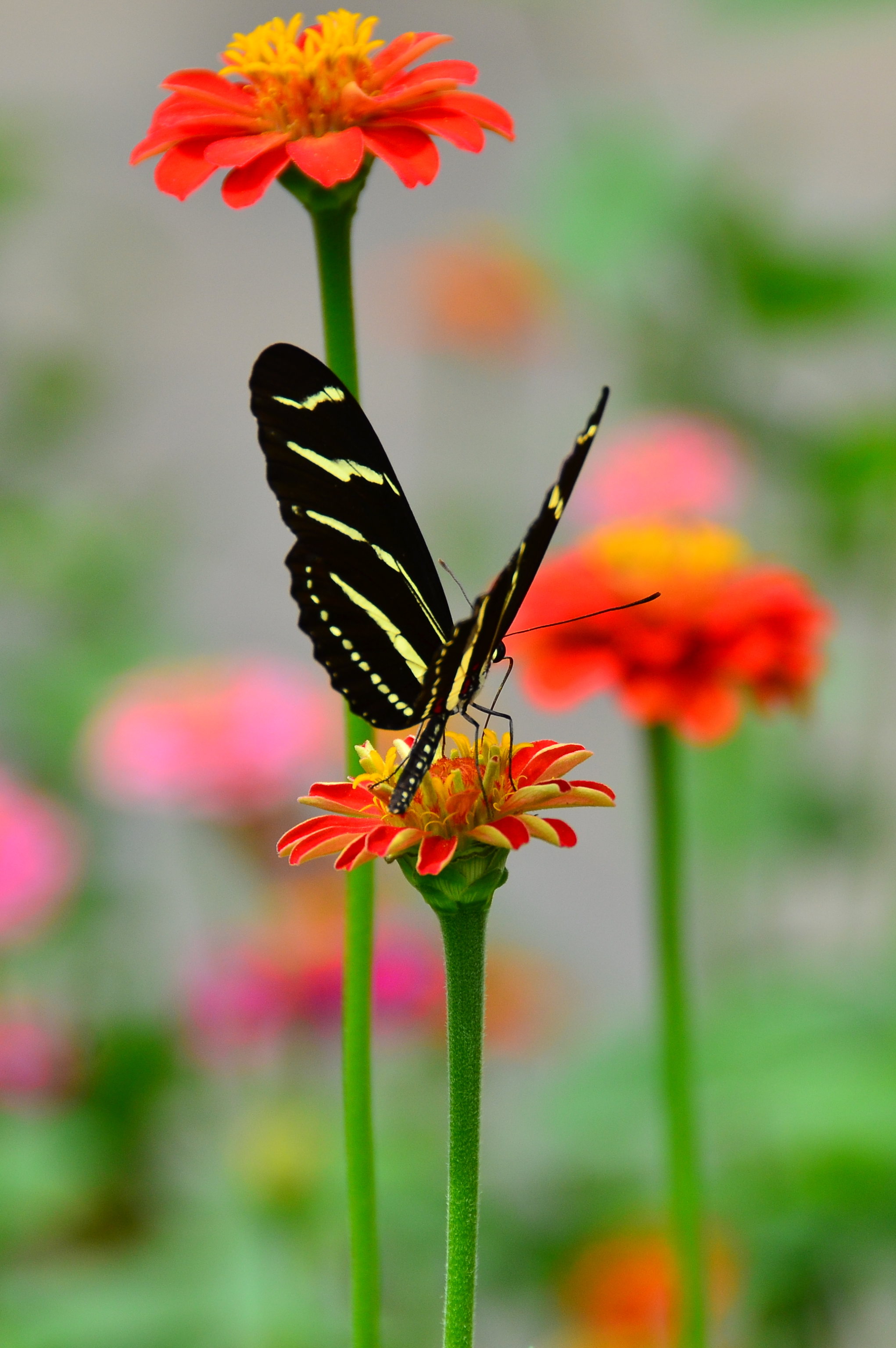 butterfly, animals, flower, macro, petals, pattern, wings Full HD