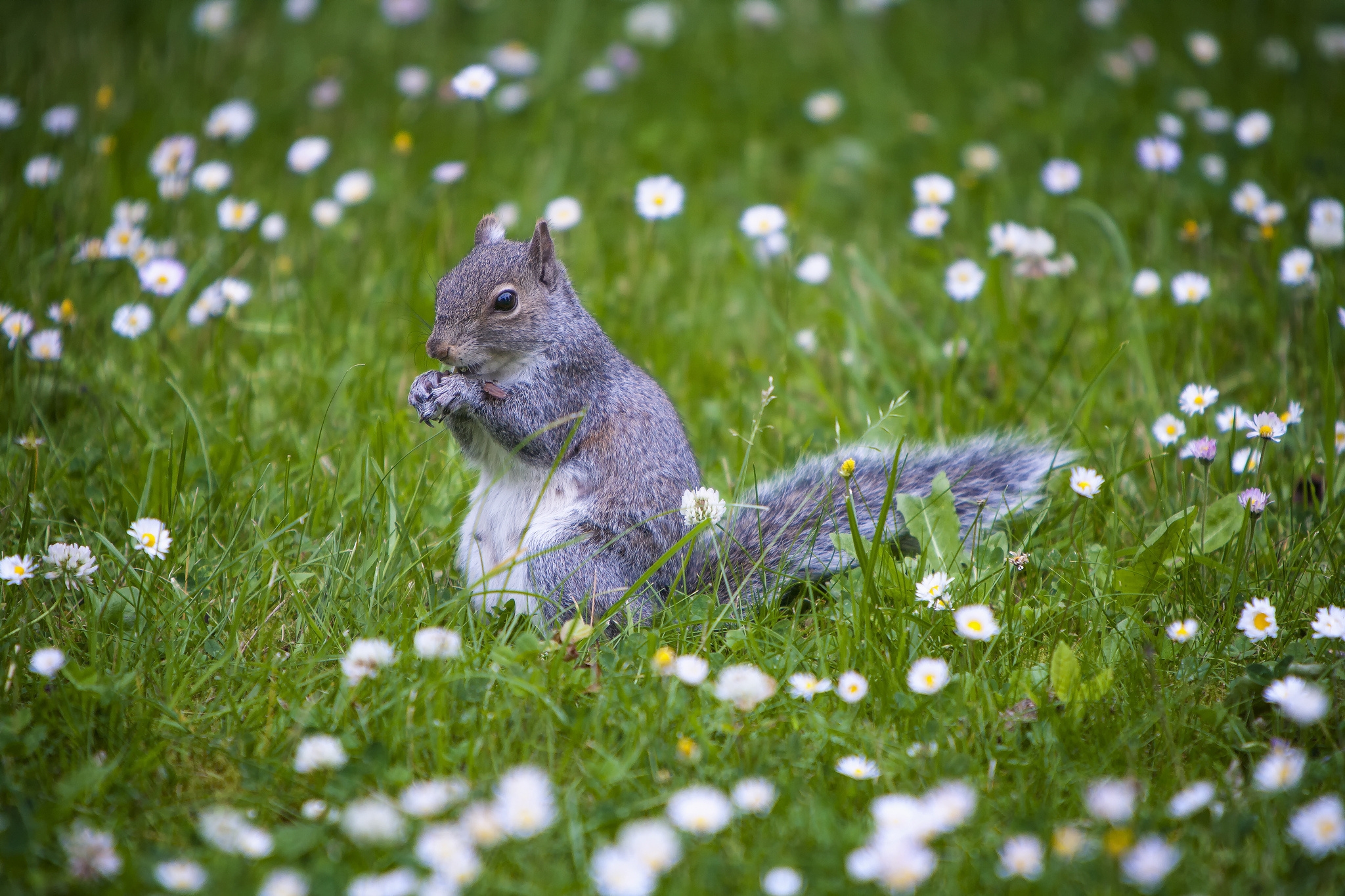 squirrel, stroll, animals, grass, animal HD wallpaper