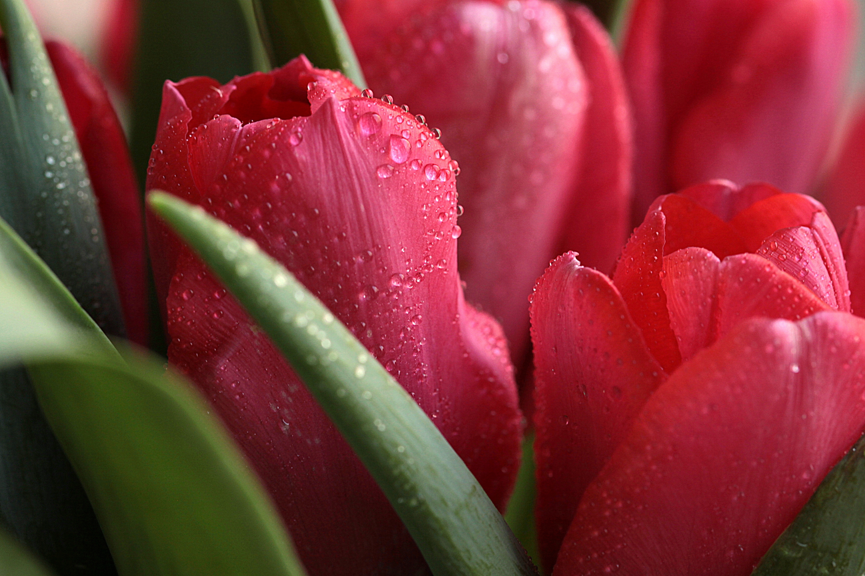114317 descargar fondo de pantalla flores, tulipanes, drops, planta, macro, cogollos, brotes: protectores de pantalla e imágenes gratis