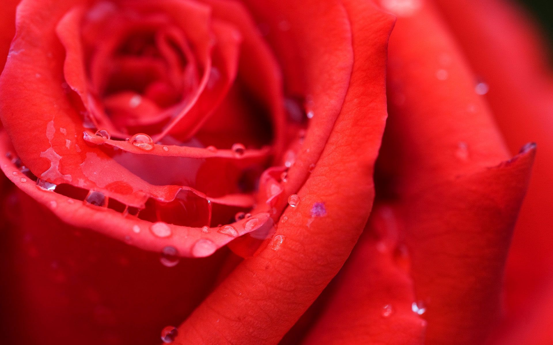PCデスクトップにバラの花, 薔薇, 滴, 大きい, マクロ, 花びら, 明るい色, 光画像を無料でダウンロード