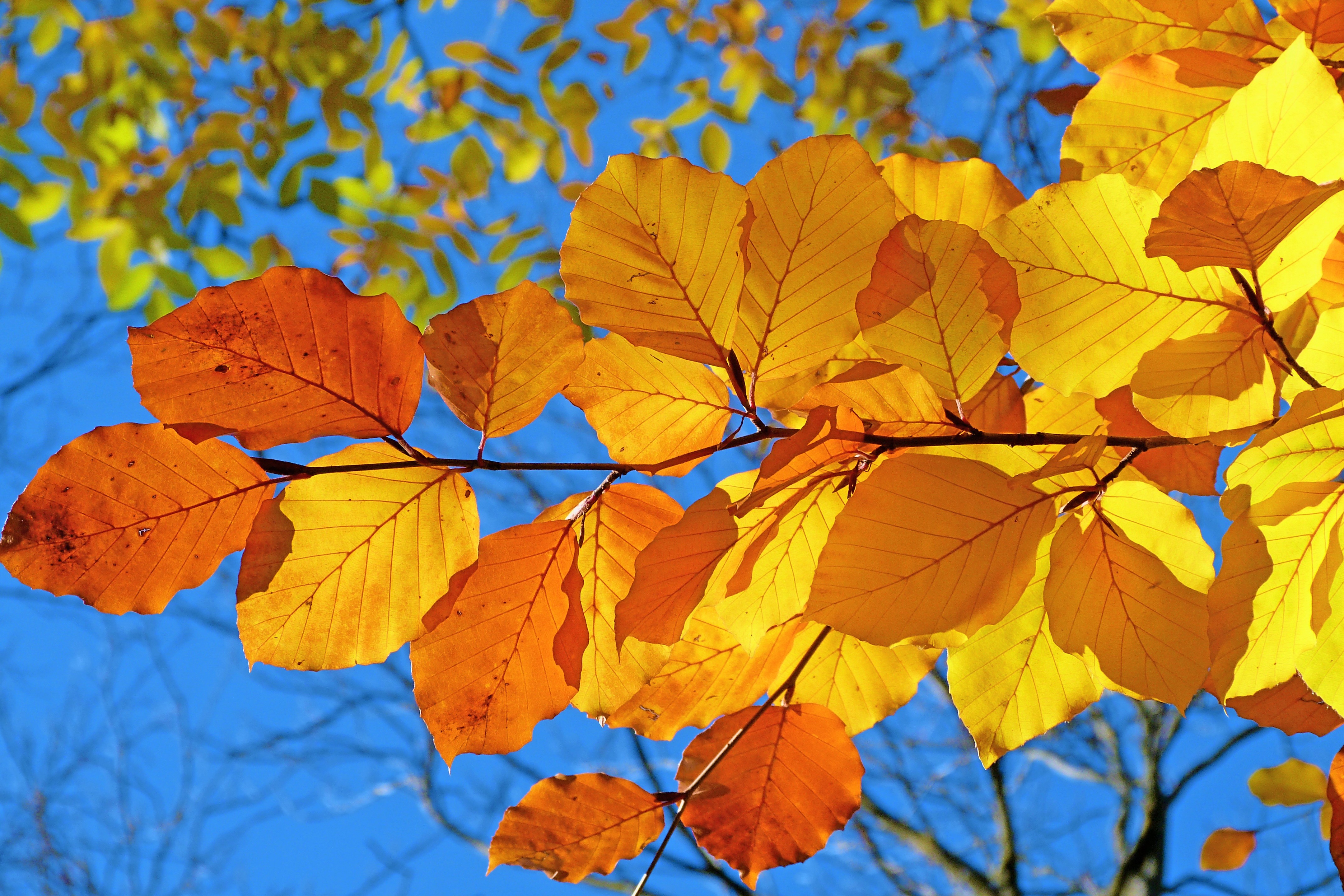 Скачать картинку Осень, Лист, Ветка, Жёлтый, Земля/природа в телефон бесплатно.