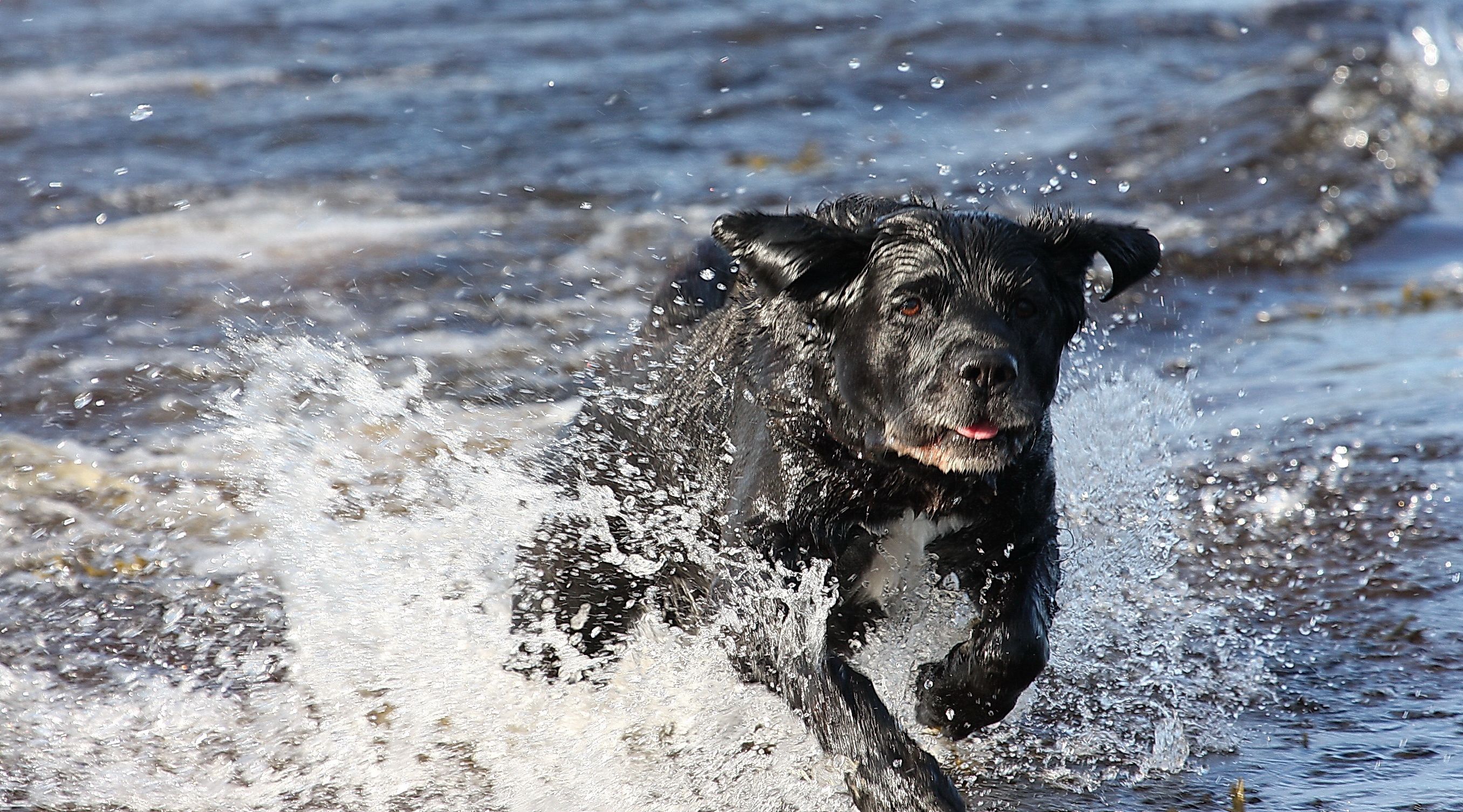 Descarga gratuita de fondo de pantalla para móvil de Perros, Perro, Animales.