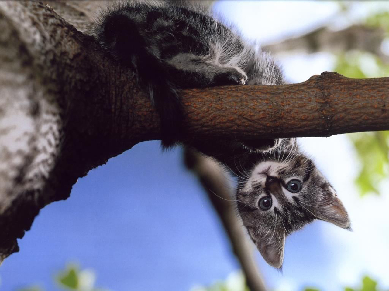 Handy-Wallpaper Tiere, Katze kostenlos herunterladen.