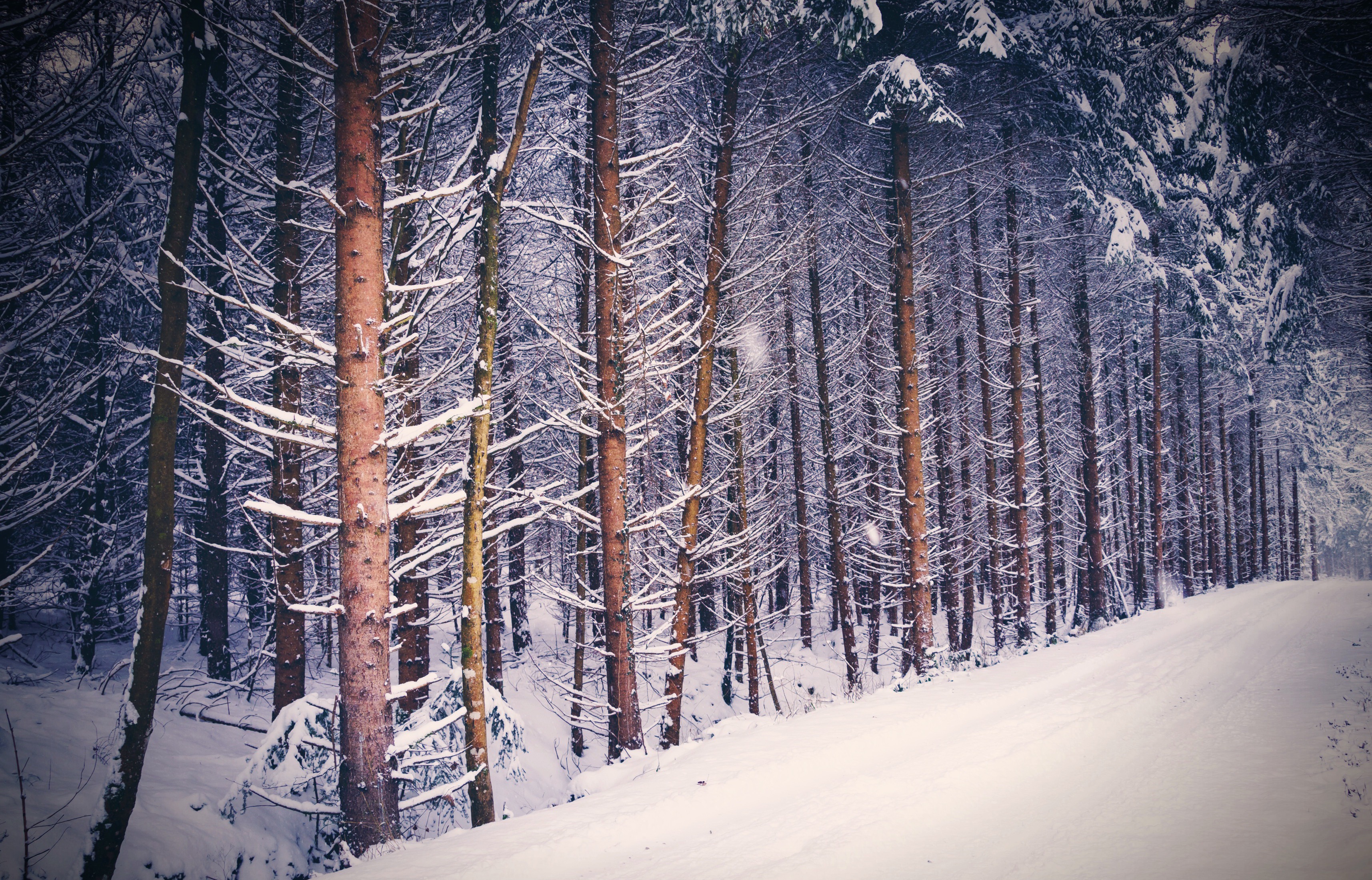 Handy-Wallpaper Winter, Natur, Schnee, Wald, Baum, Pfad, Erde/natur kostenlos herunterladen.