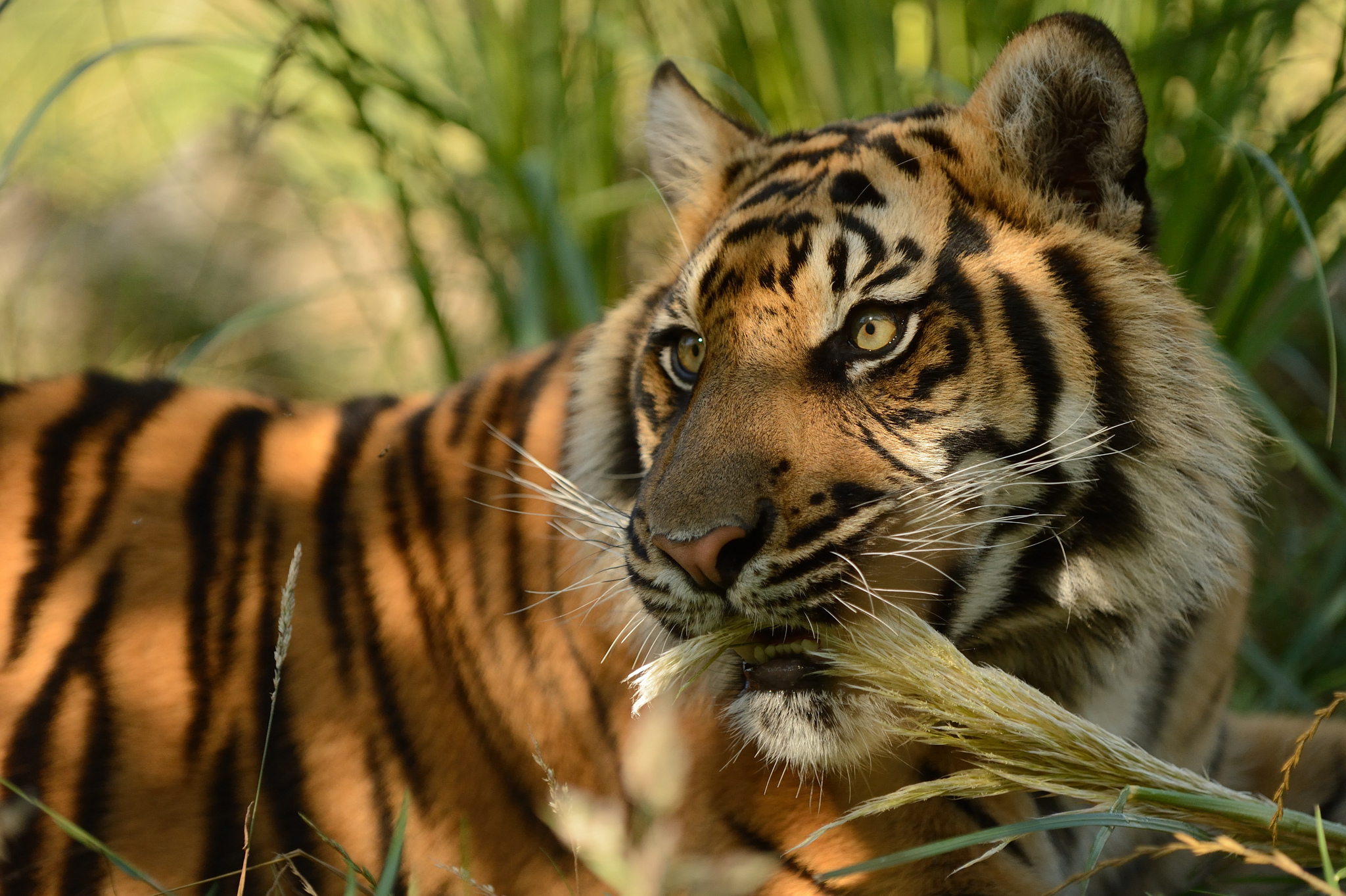 Baixe gratuitamente a imagem Gatos, Animais, Tigre na área de trabalho do seu PC