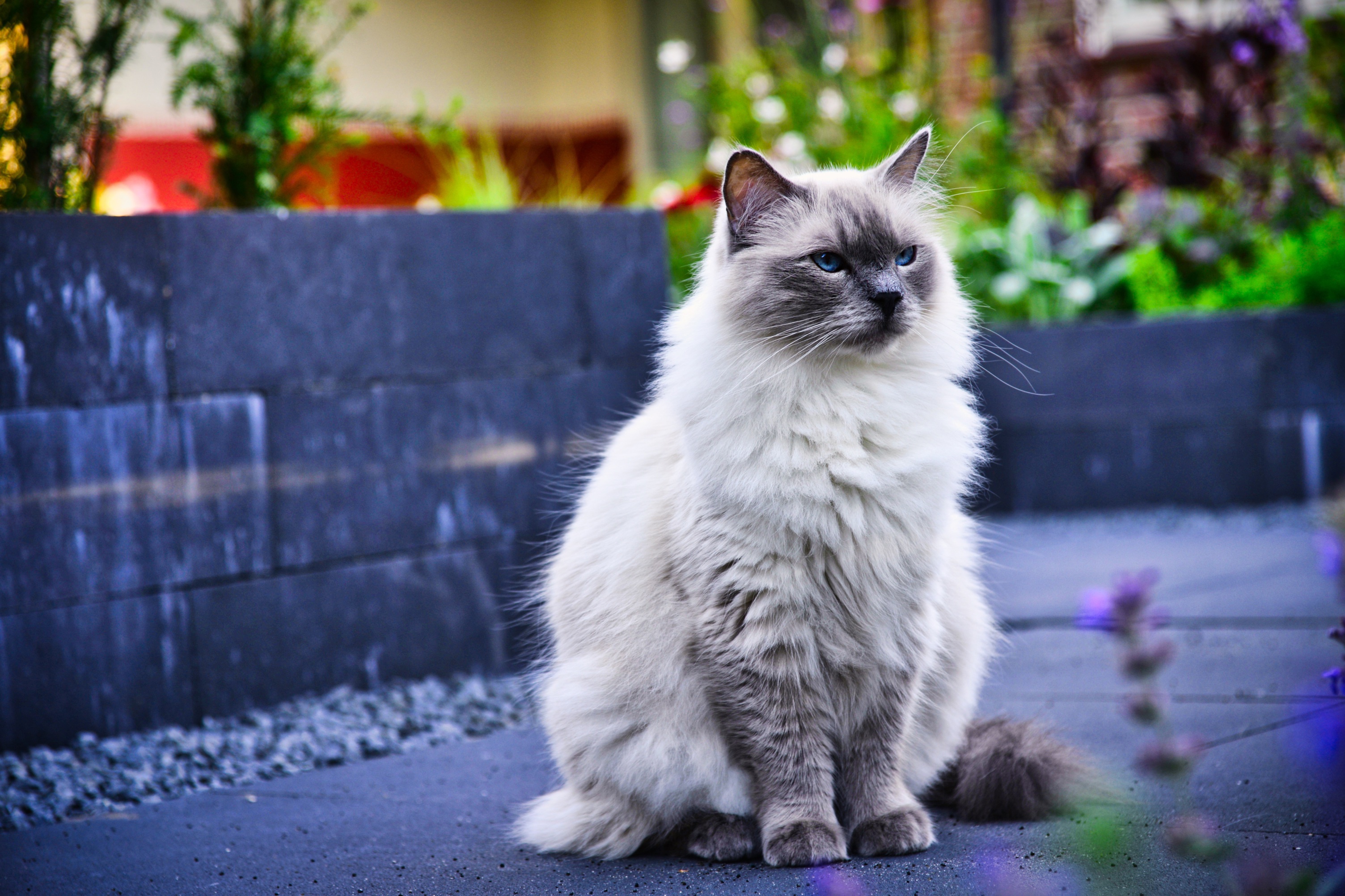 Baixar papel de parede para celular de Animais, Gatos, Gato gratuito.