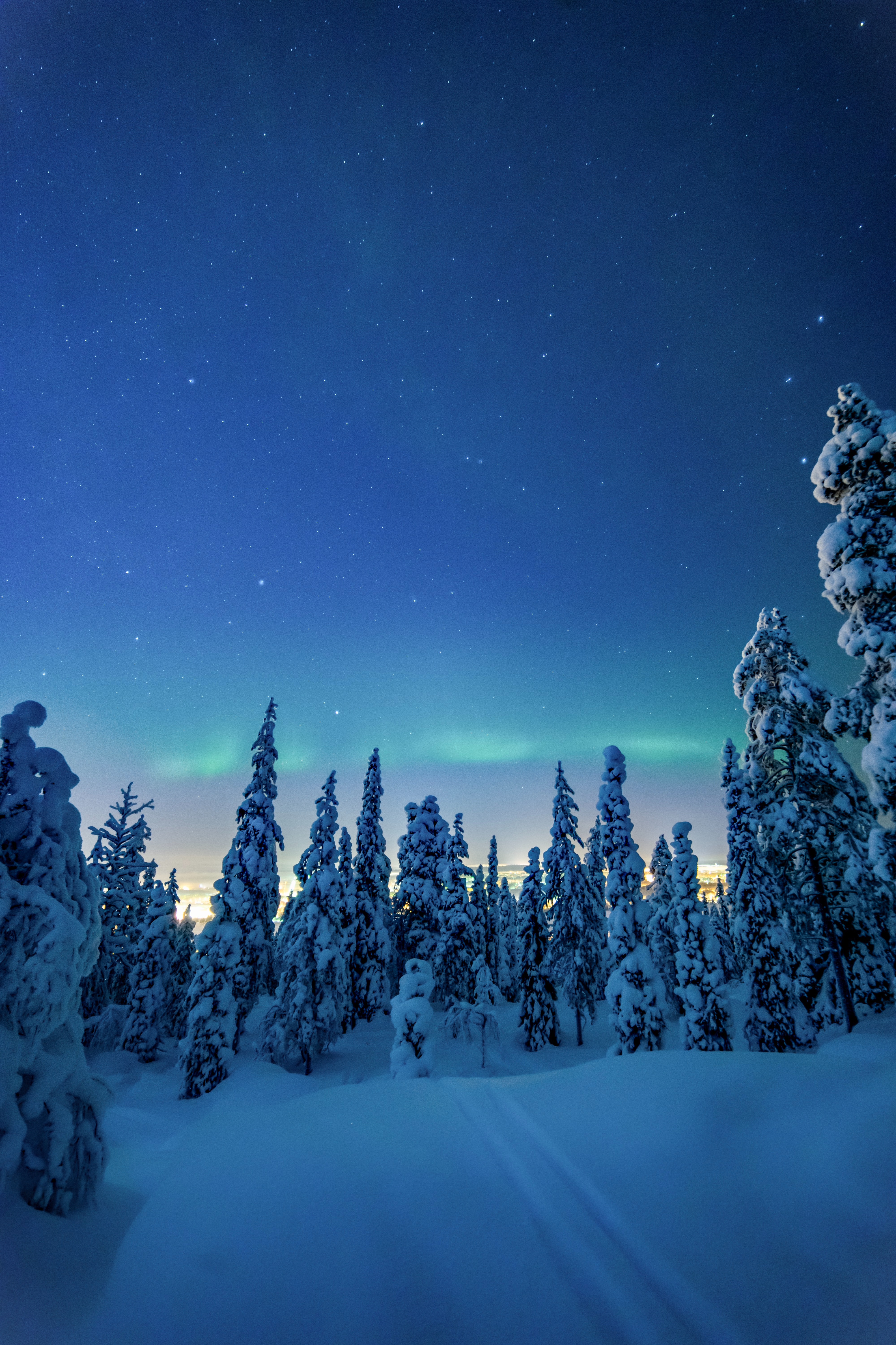 snow, nature, trees, winter, landscape, night UHD