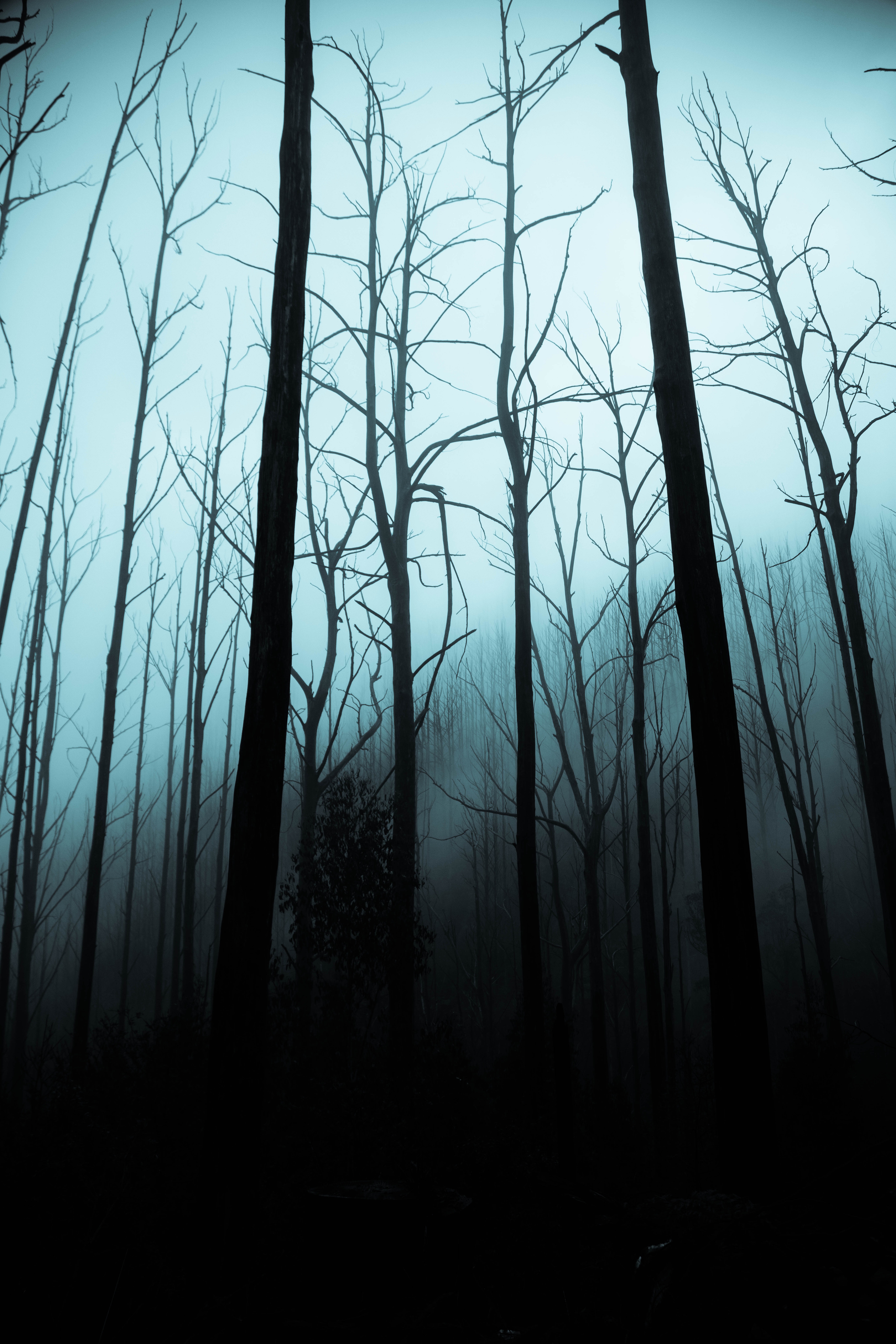 Download mobile wallpaper Gloomy, Forest, Fog, Trees, Night, Dark for free.