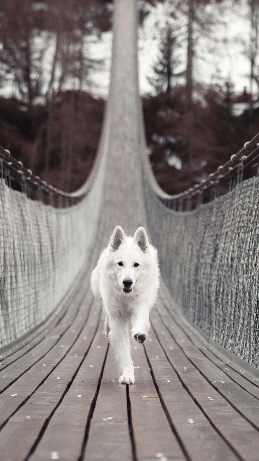 Handy-Wallpaper Tiere, Hunde, Hund, Brücke kostenlos herunterladen.