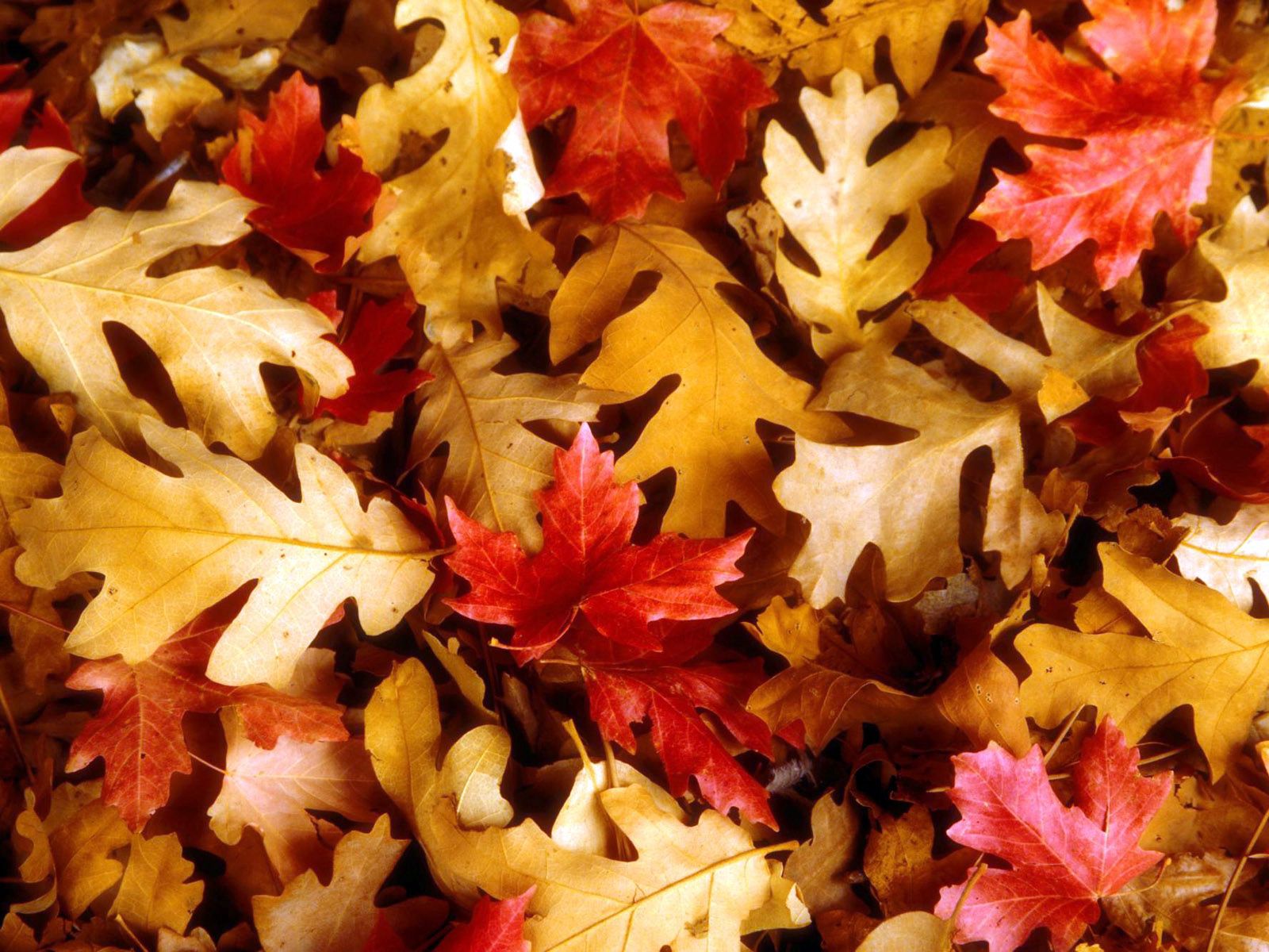 Laden Sie das Ahorn, Eiche, Blätter, Natur, Herbst-Bild kostenlos auf Ihren PC-Desktop herunter