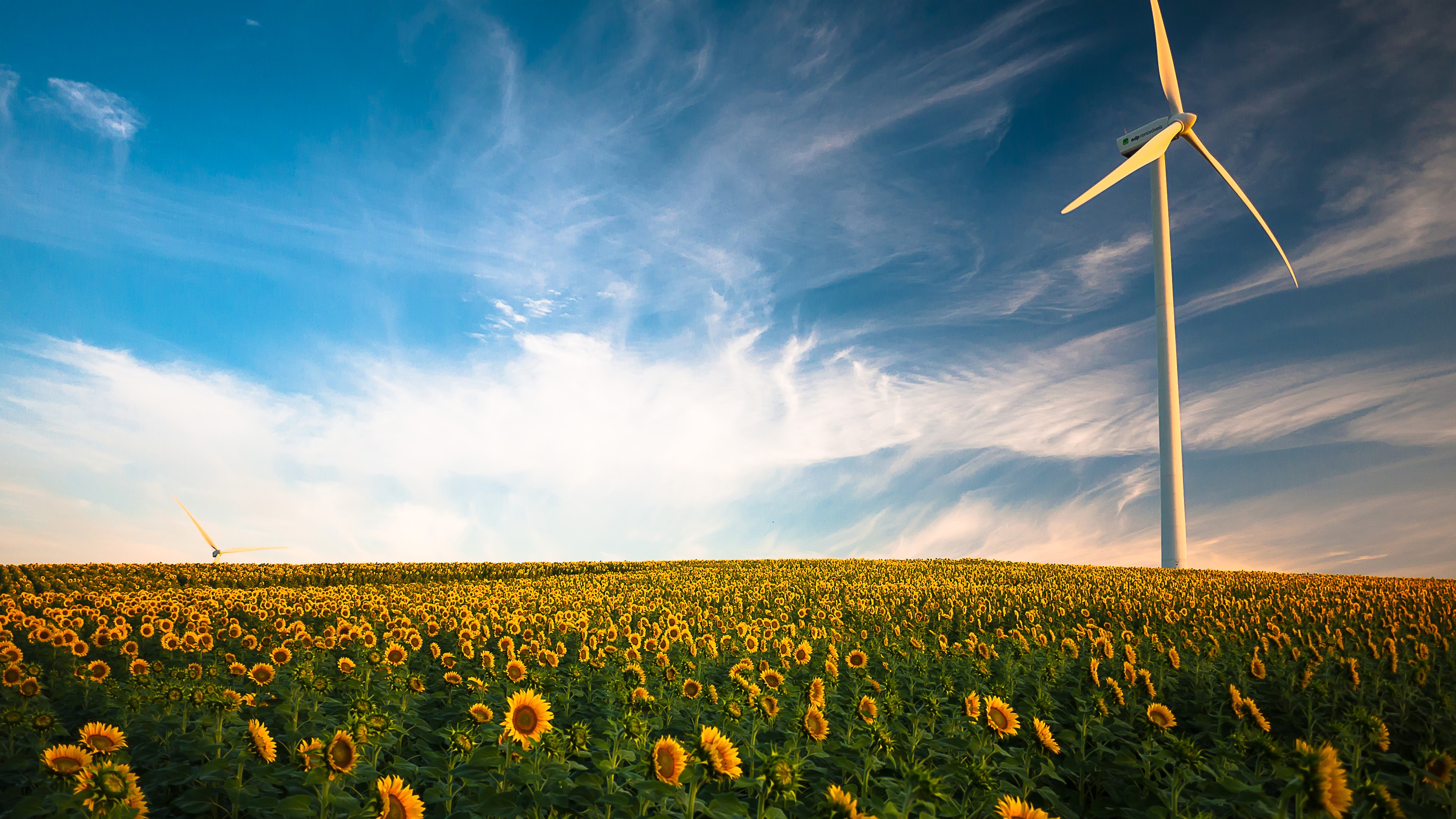 834269 скачать обои подсолнухи, лето, желтый цветок, сделано человеком, ветряная турбина, поле - заставки и картинки бесплатно