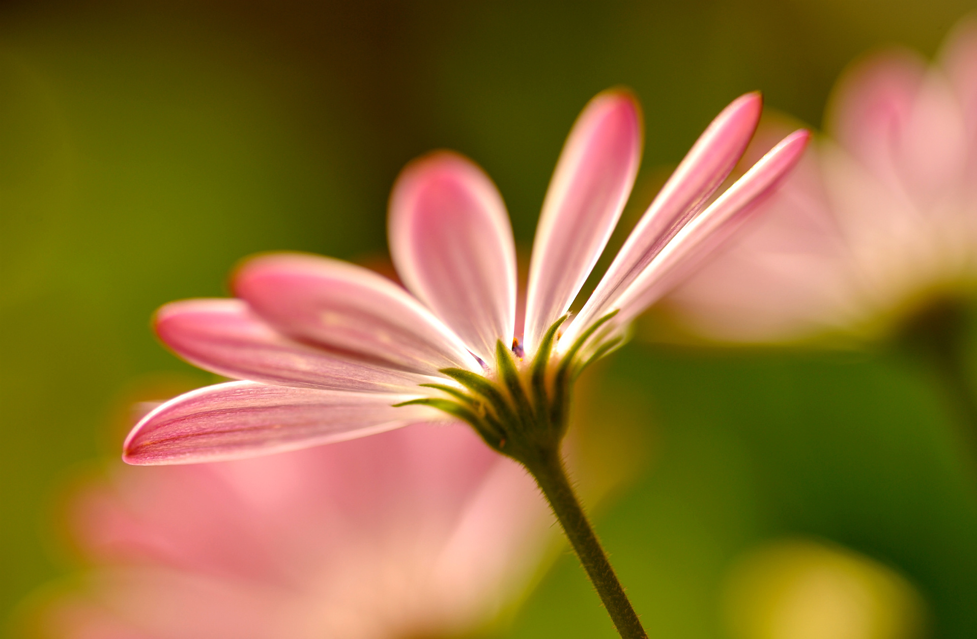 Baixe gratuitamente a imagem Flores, Flor, Terra/natureza na área de trabalho do seu PC