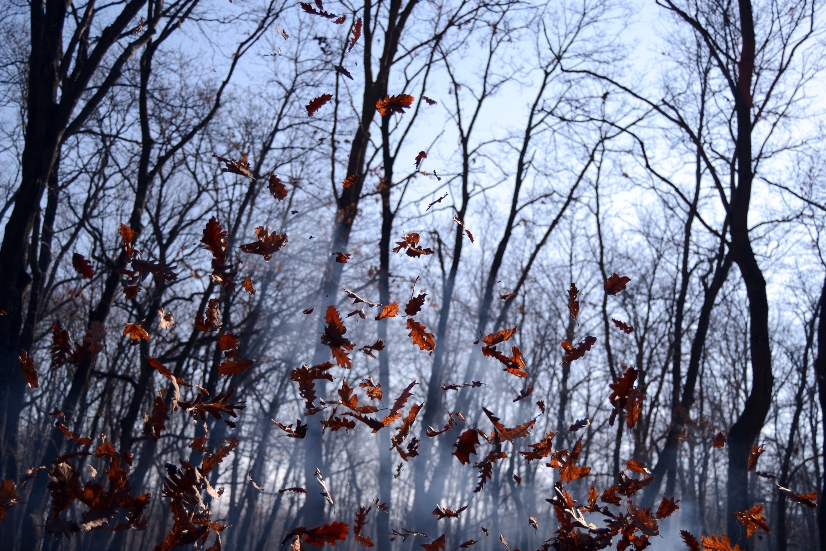 60429 скачать обои туман, осень, лес, ветер, природа, листья, ворох - заставки и картинки бесплатно