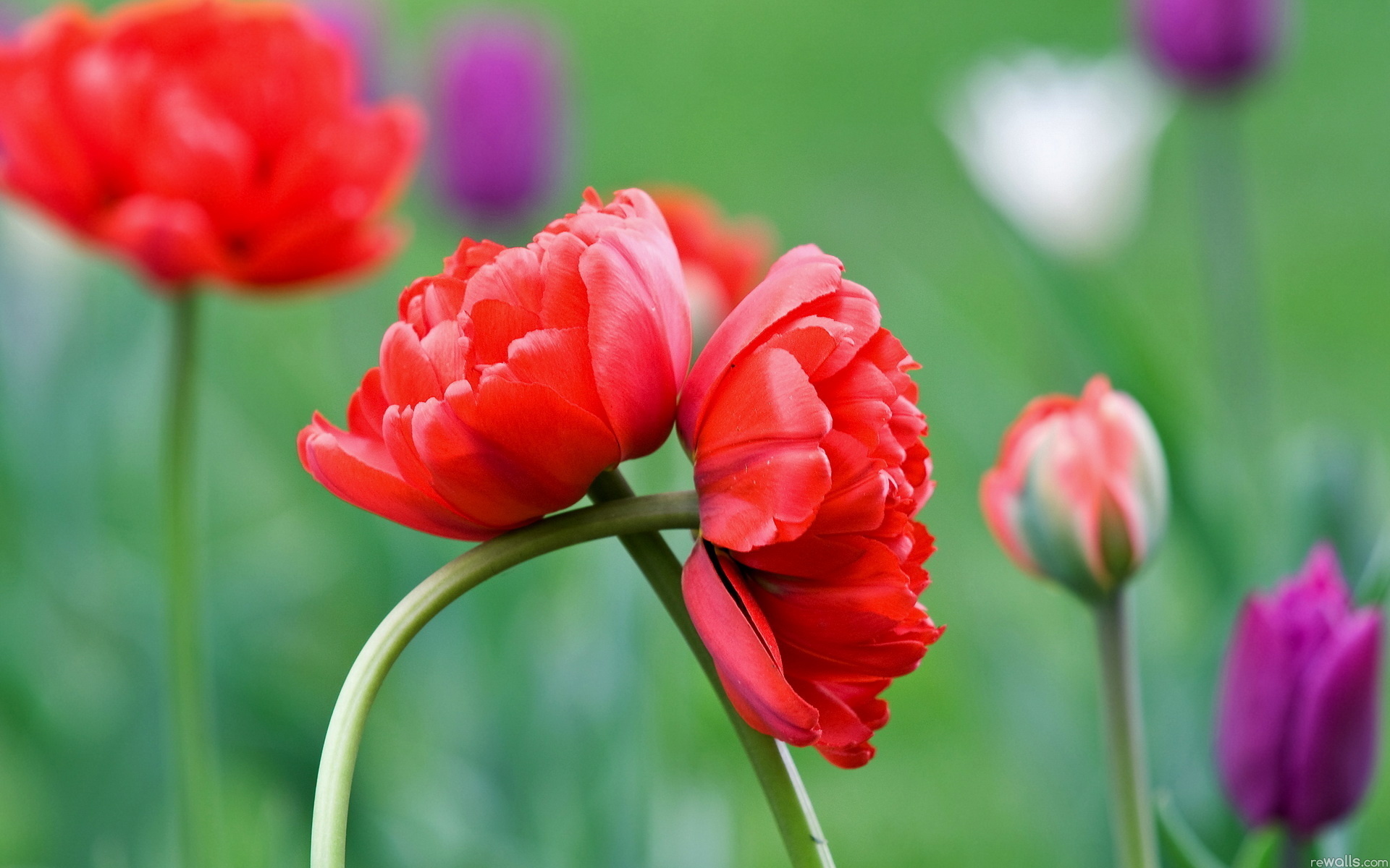 Descarga gratuita de fondo de pantalla para móvil de Flores, Flor, Tierra/naturaleza.