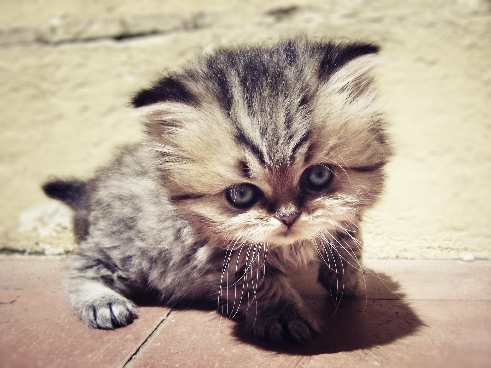 Download mobile wallpaper Muzzle, Sight, Fluffy, Opinion, Kitty, Animals, Kitten for free.