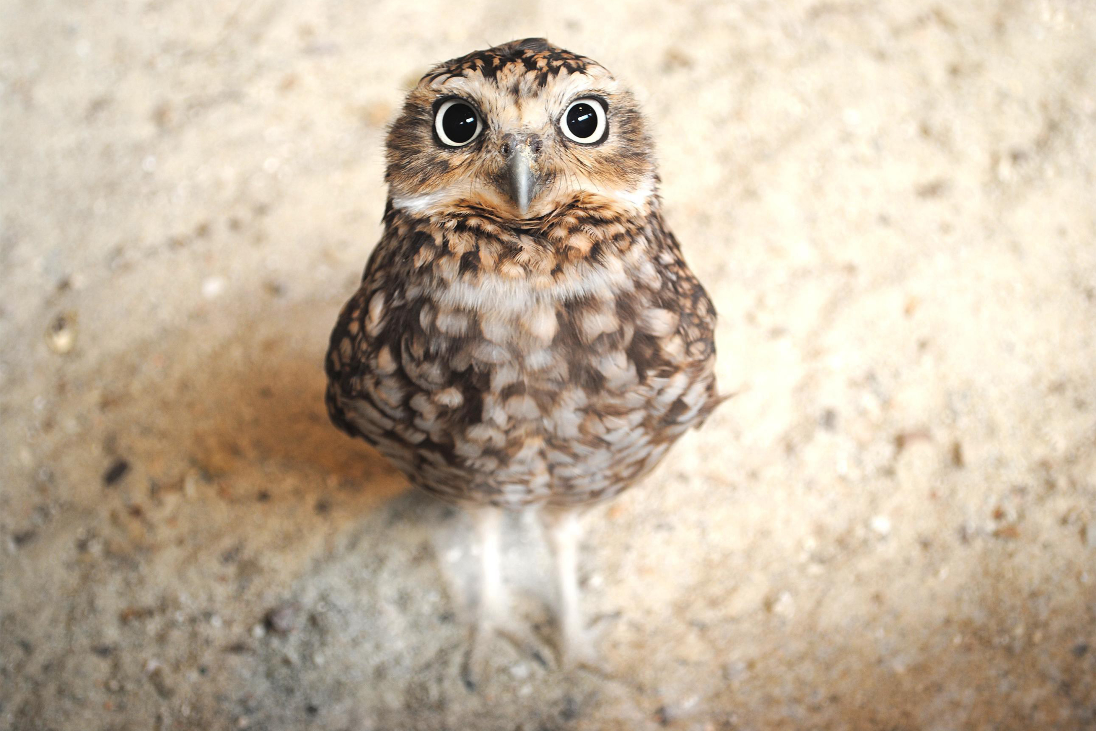 Téléchargez des papiers peints mobile Animaux, Hibou, Des Oiseaux gratuitement.