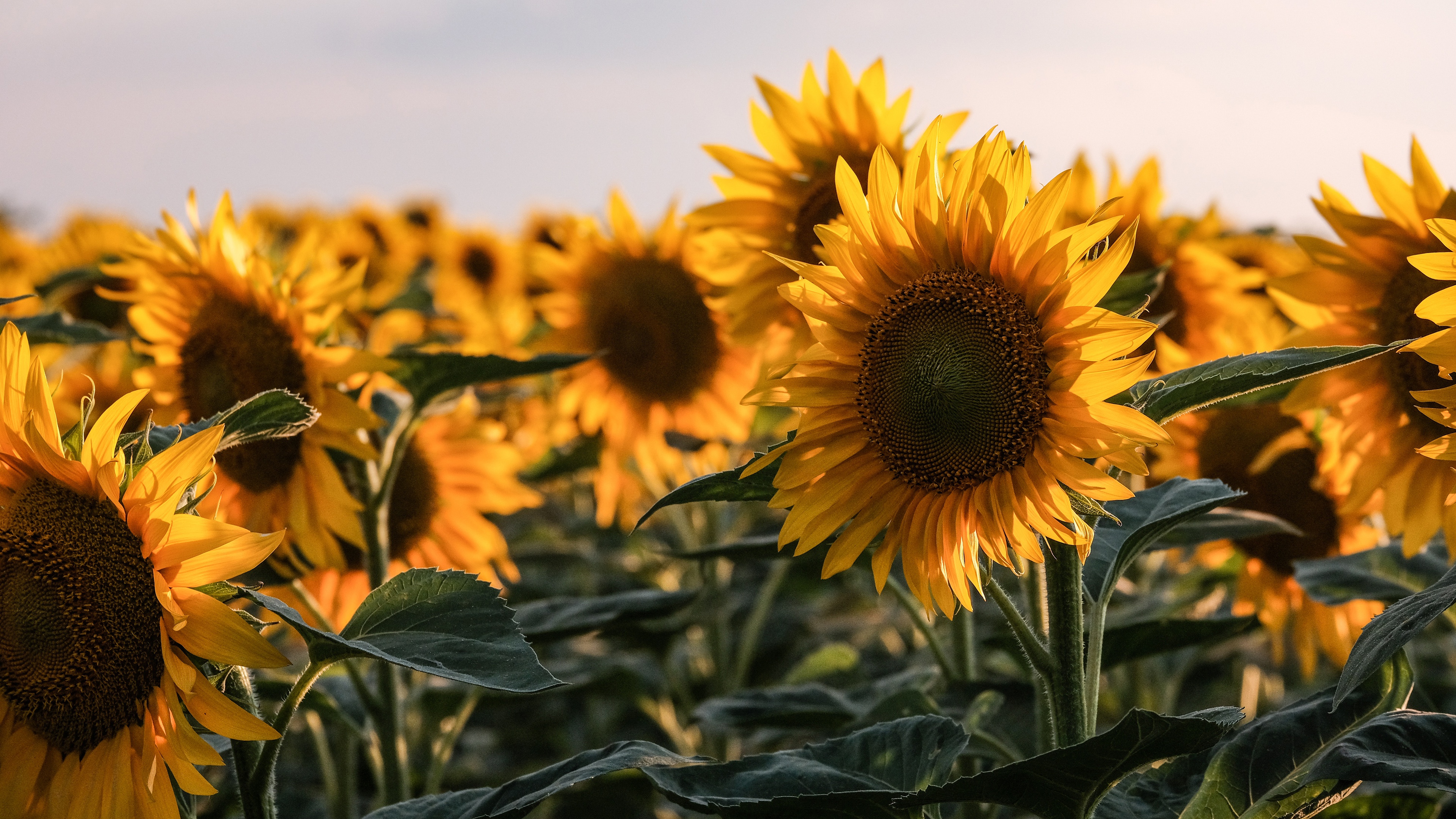 Download mobile wallpaper Flowers, Flower, Earth, Sunflower for free.