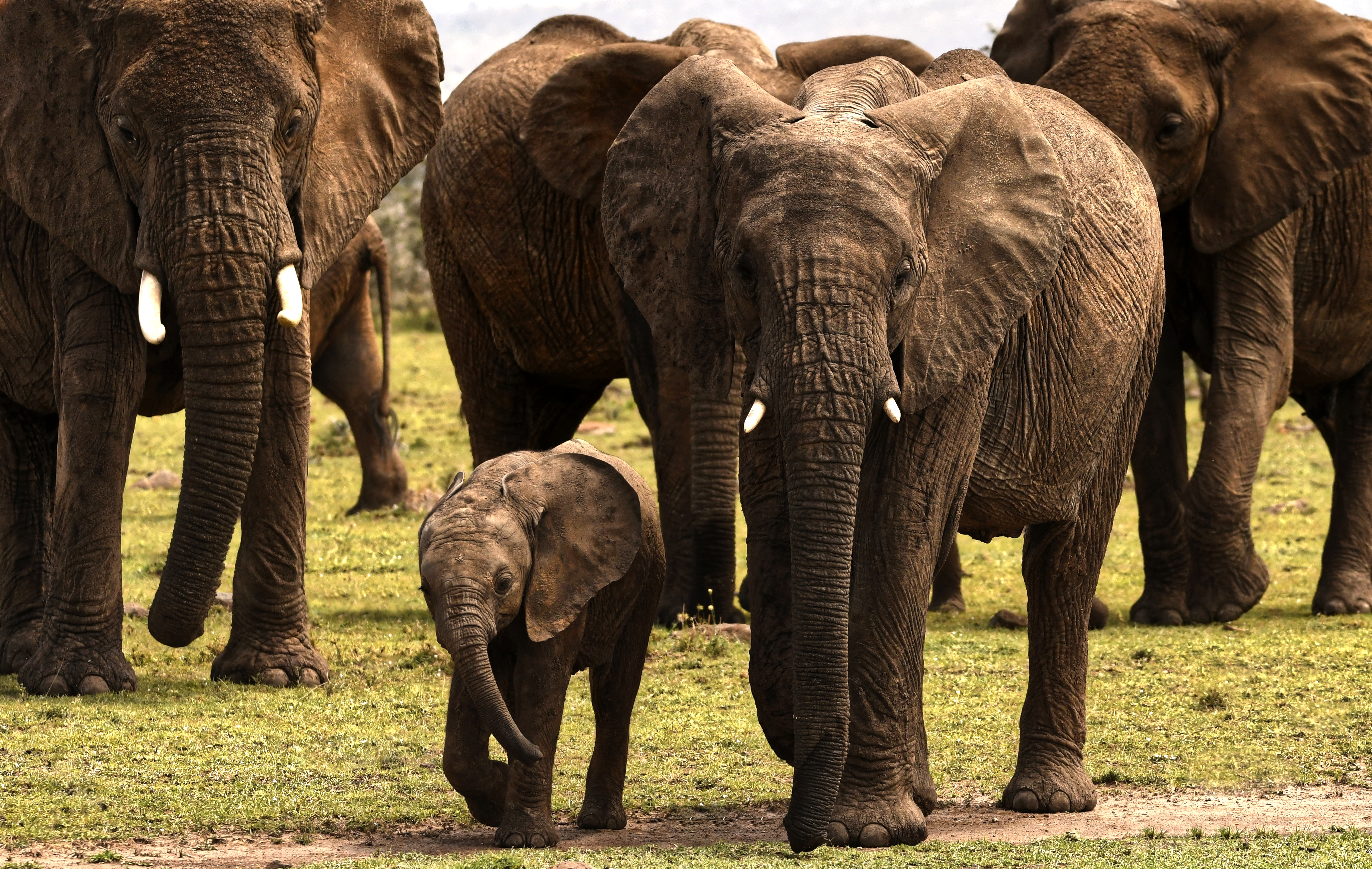482021壁紙のダウンロード動物, アフリカゾウ, 赤ちゃん動物, 群れ, マサイマラ国立保護区, ゾウ-スクリーンセーバーと写真を無料で