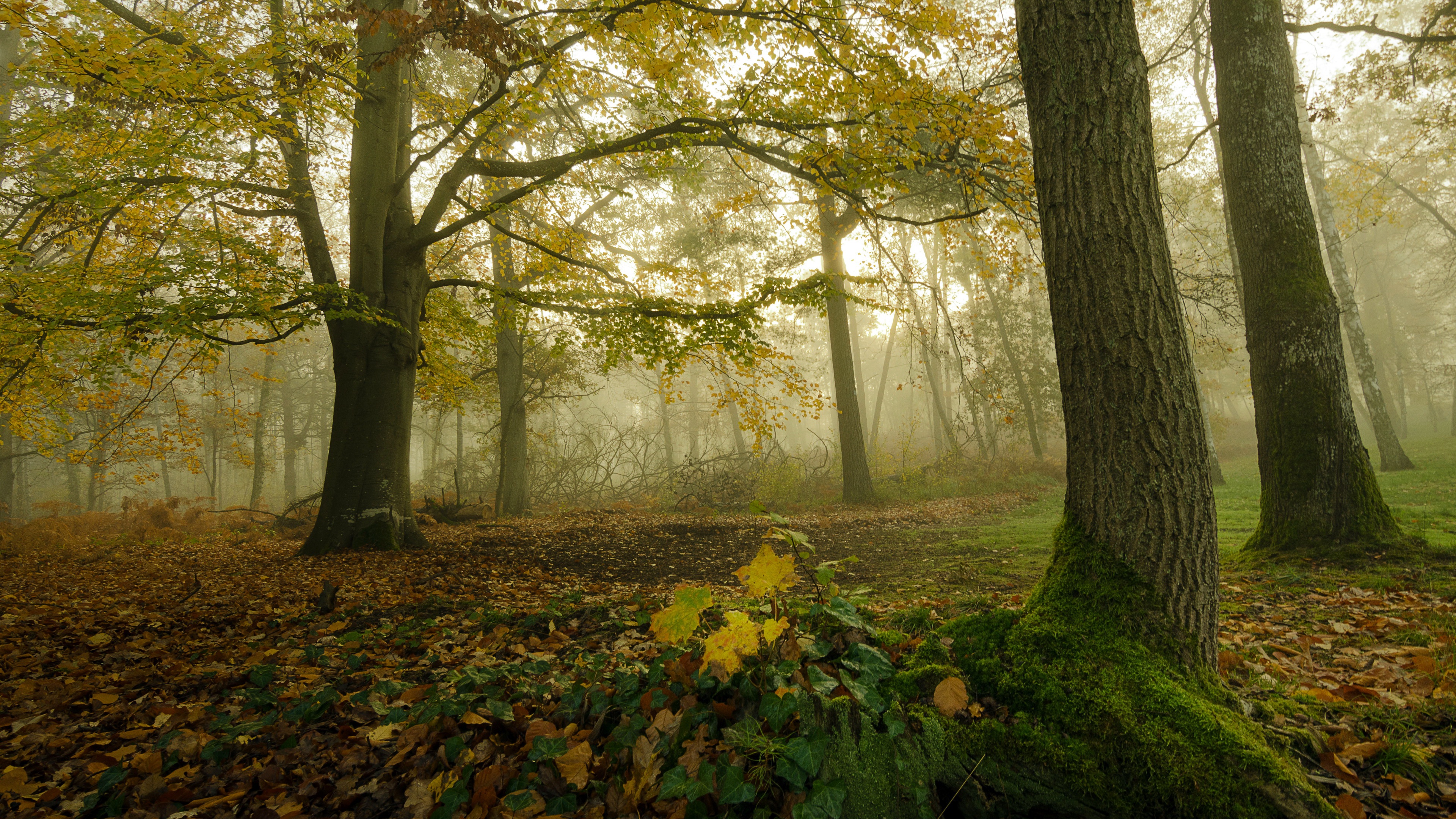 PCデスクトップに自然, 秋, 森, 地球, モス画像を無料でダウンロード