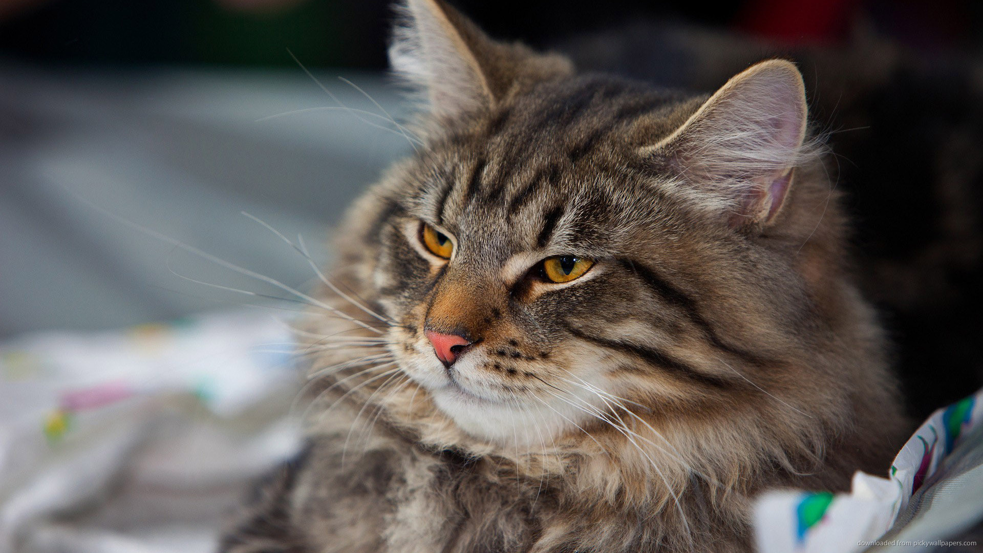 Téléchargez des papiers peints mobile Animaux, Chat gratuitement.