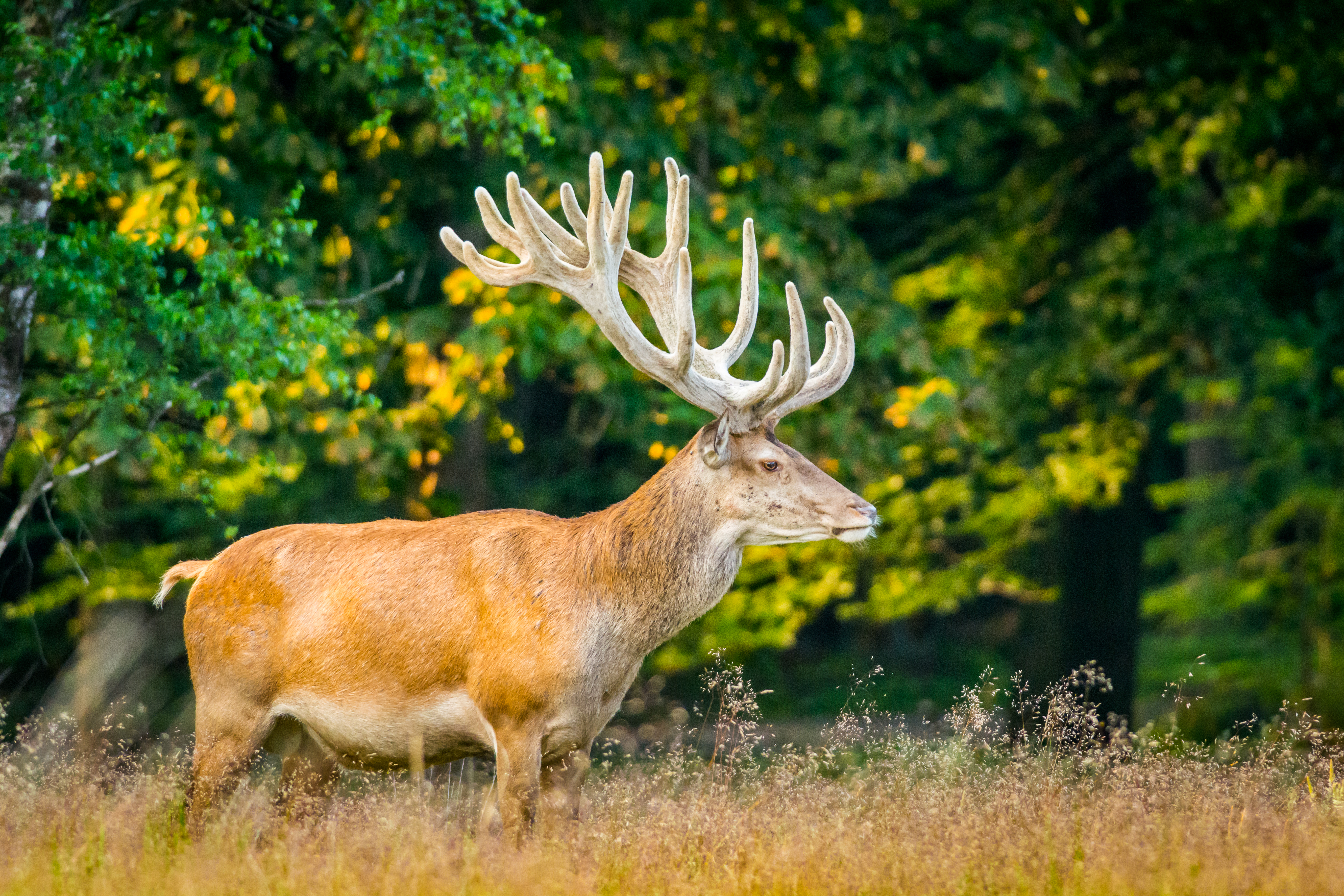 Laden Sie das Tiere, Hirsch-Bild kostenlos auf Ihren PC-Desktop herunter