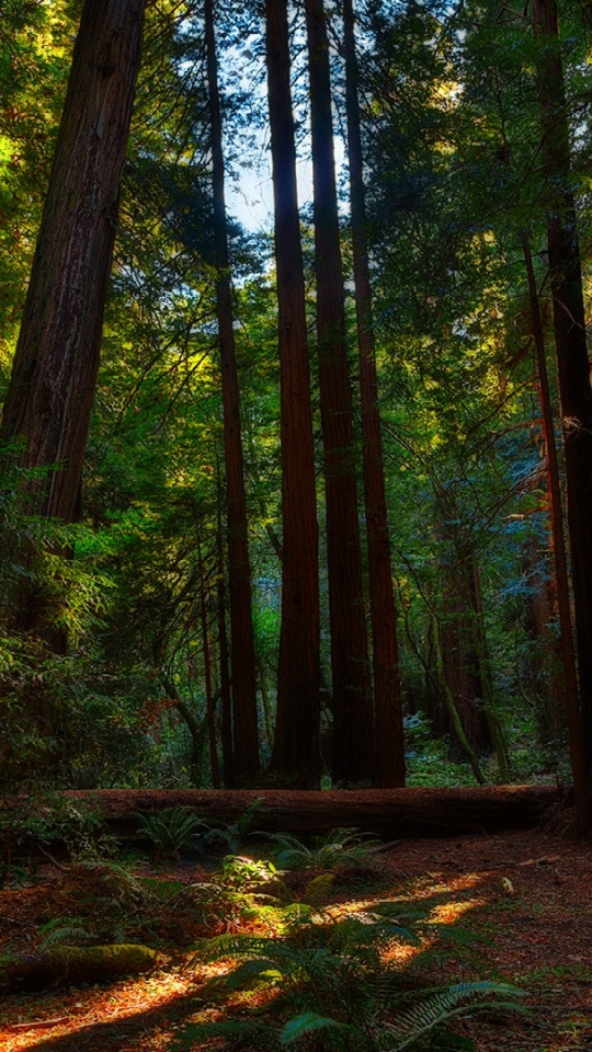 Скачать картинку Лес, Дерево, Земля, Зеленый, Земля/природа, Редвуд в телефон бесплатно.