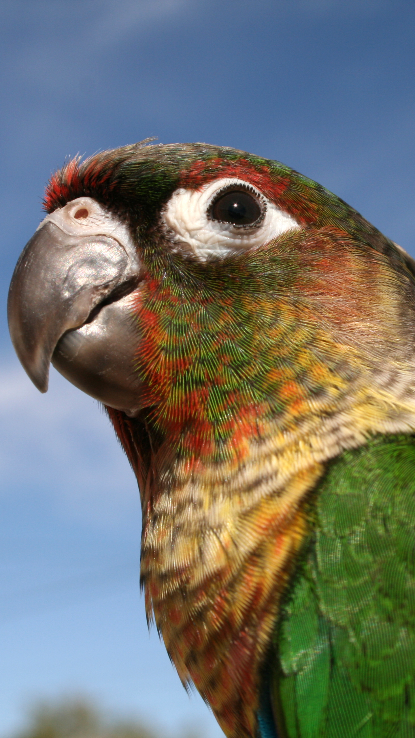 Download mobile wallpaper Birds, Bird, Animal, Parrot, Conure for free.