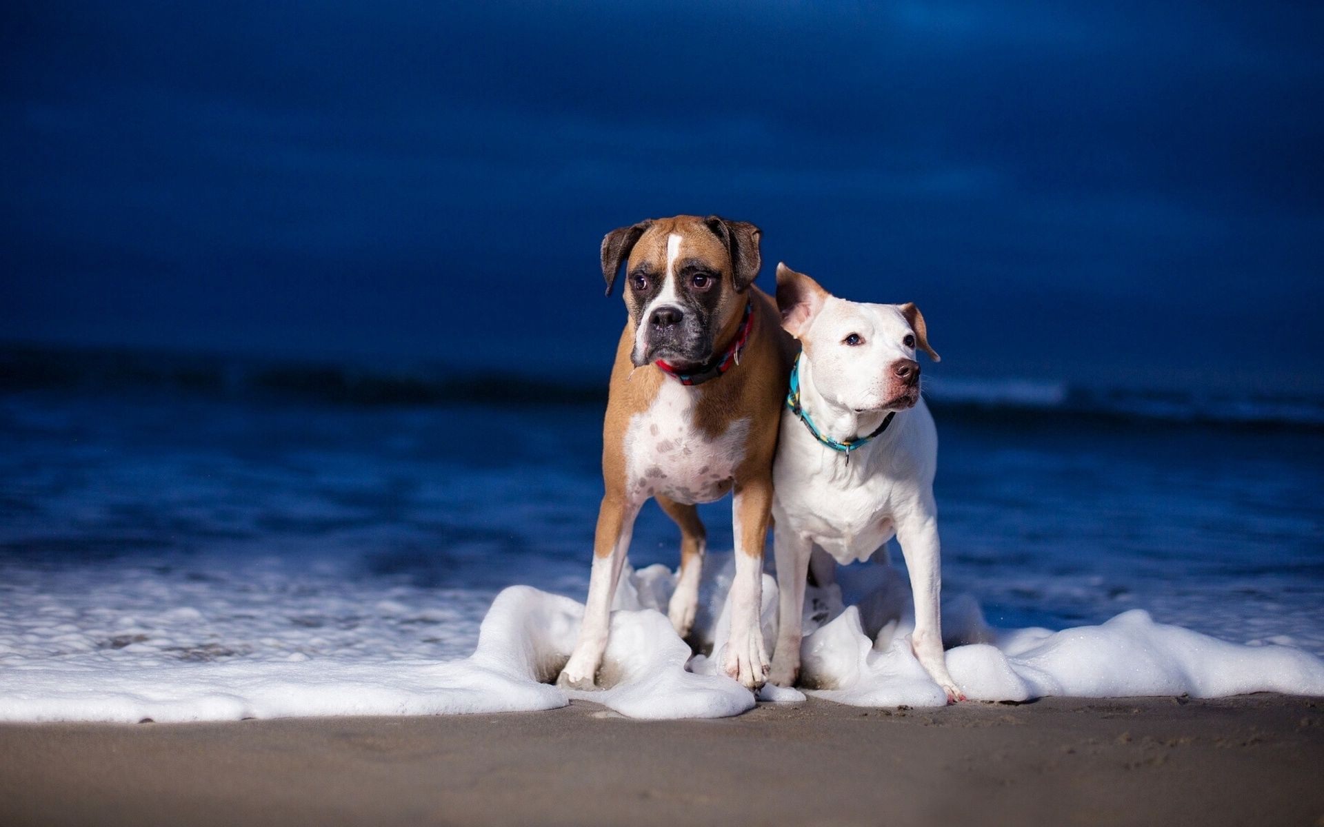 Free download wallpaper Shore, Bank, Pair, Animals, Sea, Dogs, Couple, Waves on your PC desktop