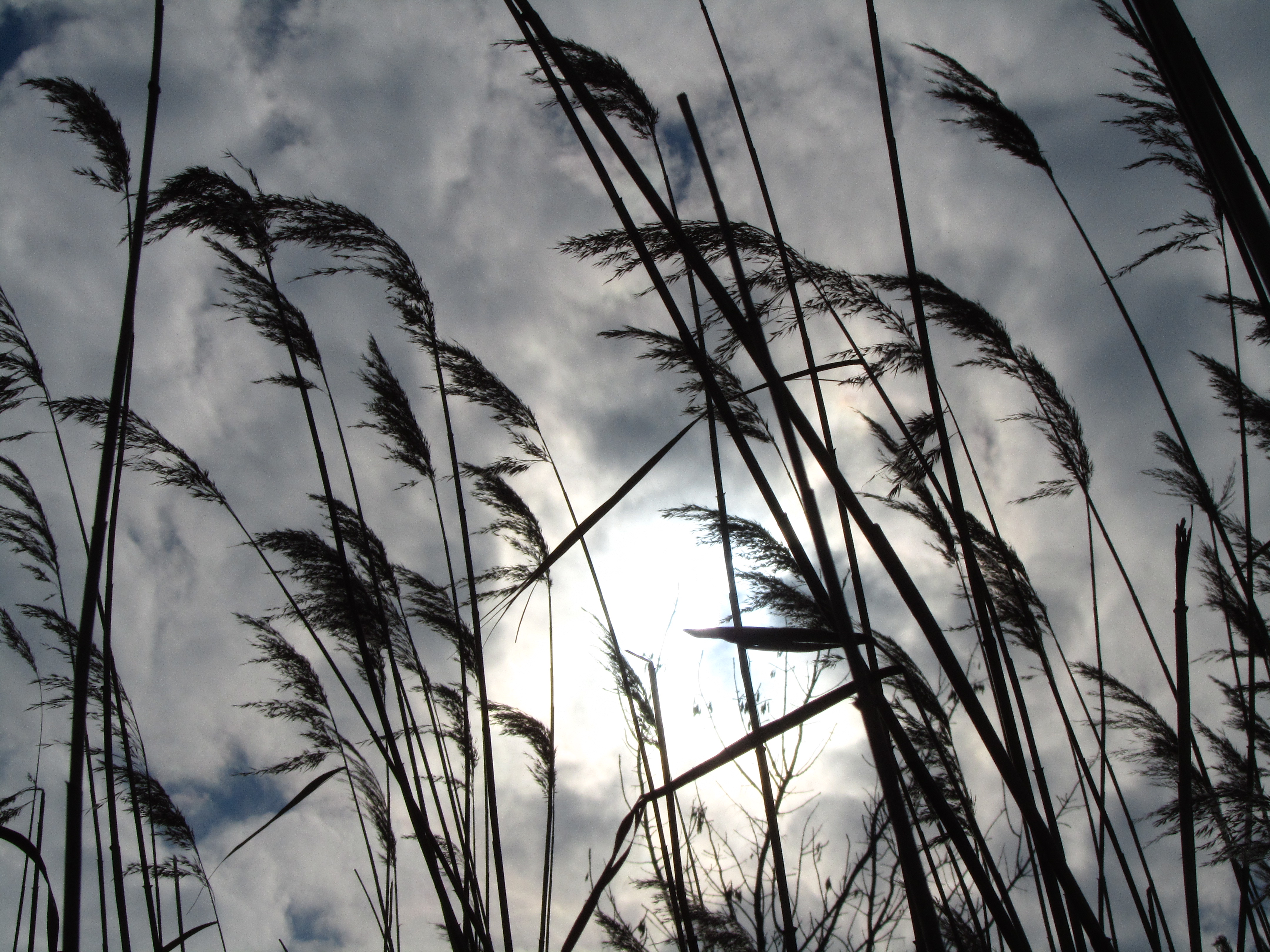 Descarga gratis la imagen Rayo De Sol, Tierra/naturaleza en el escritorio de tu PC