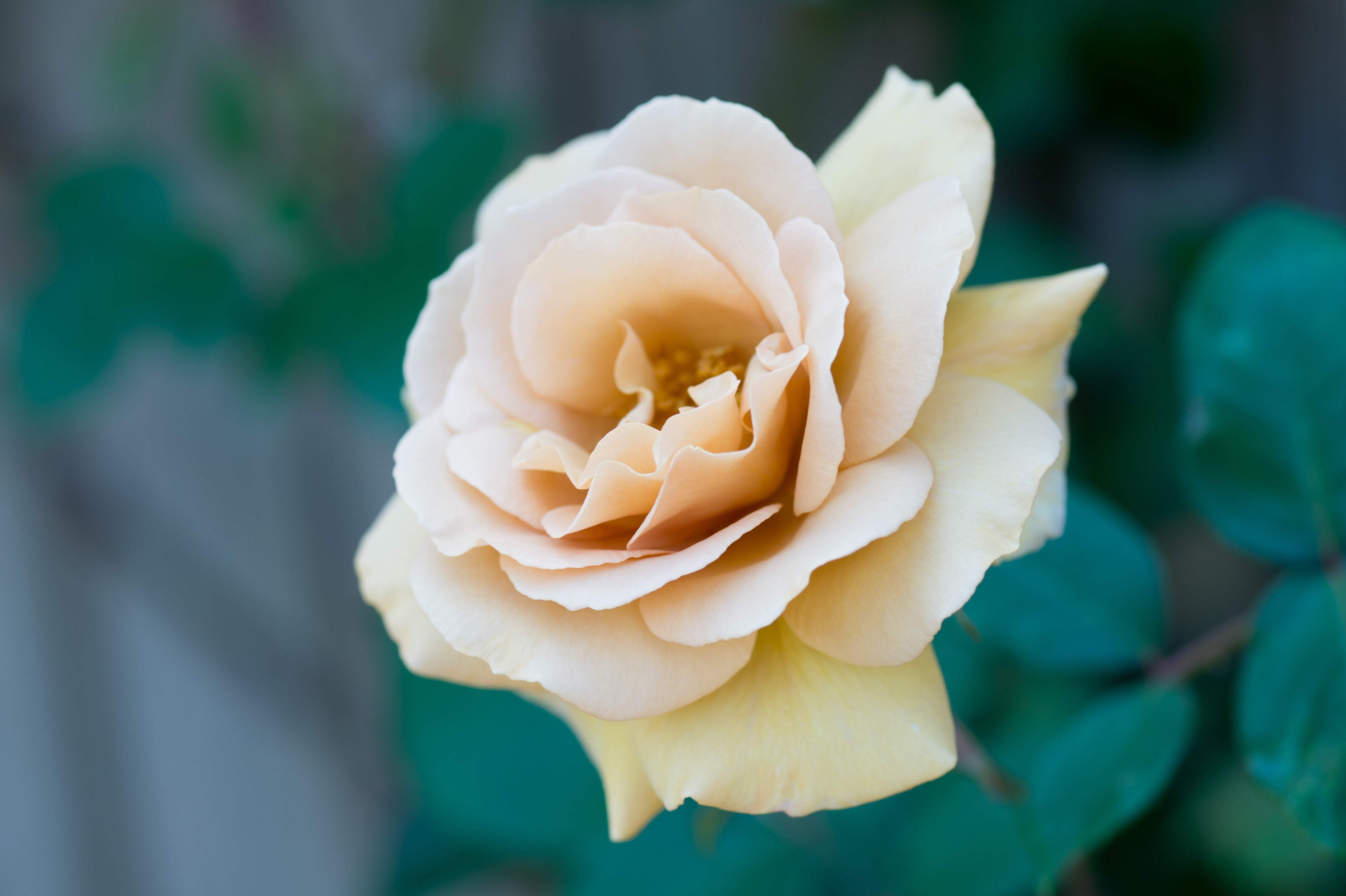 Téléchargez gratuitement l'image Fleurs, Rose, Fleur, Macro, Bokeh, Terre/nature sur le bureau de votre PC