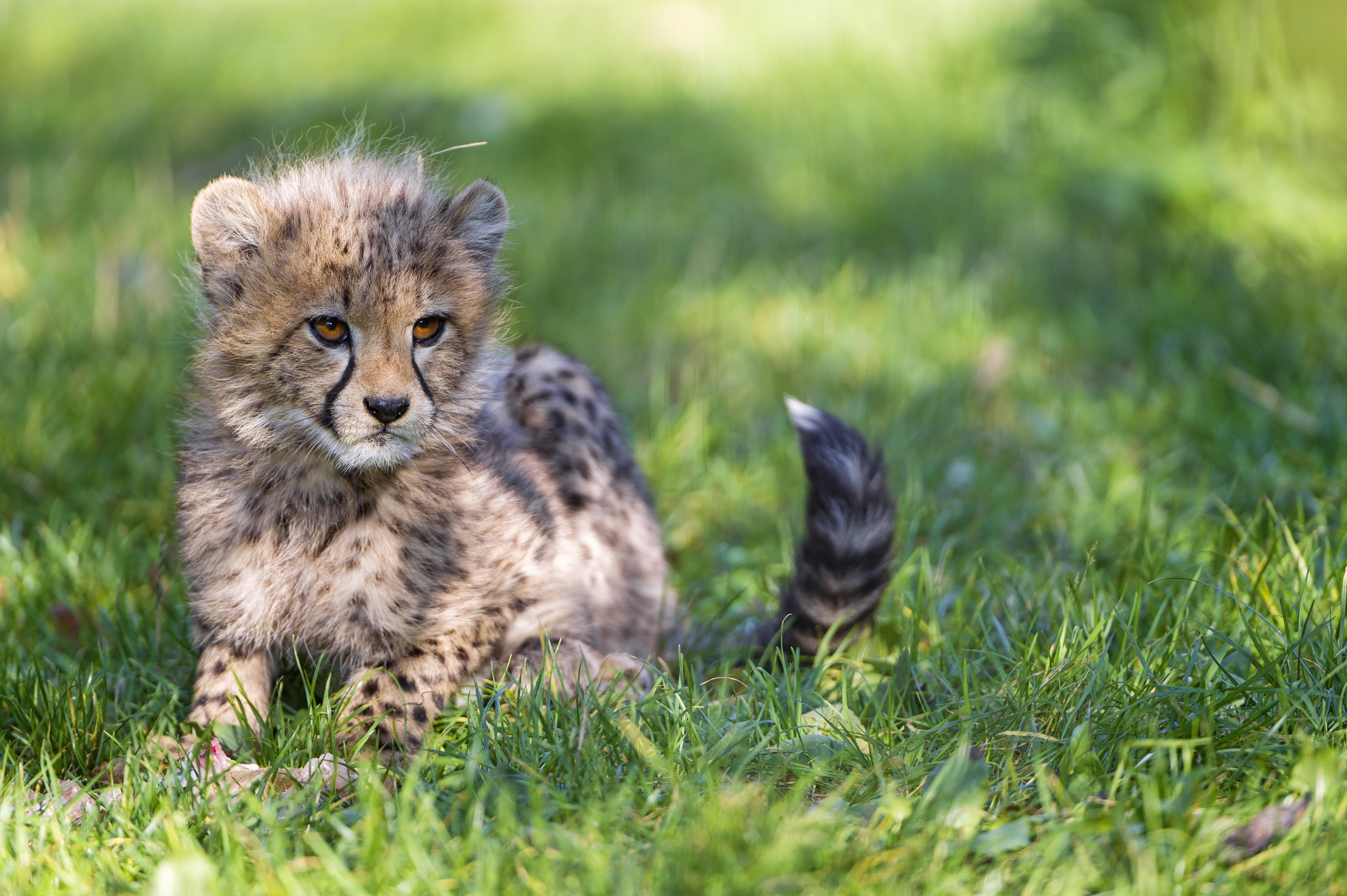 Download mobile wallpaper Cats, Grass, Cheetah, Animal, Cub for free.