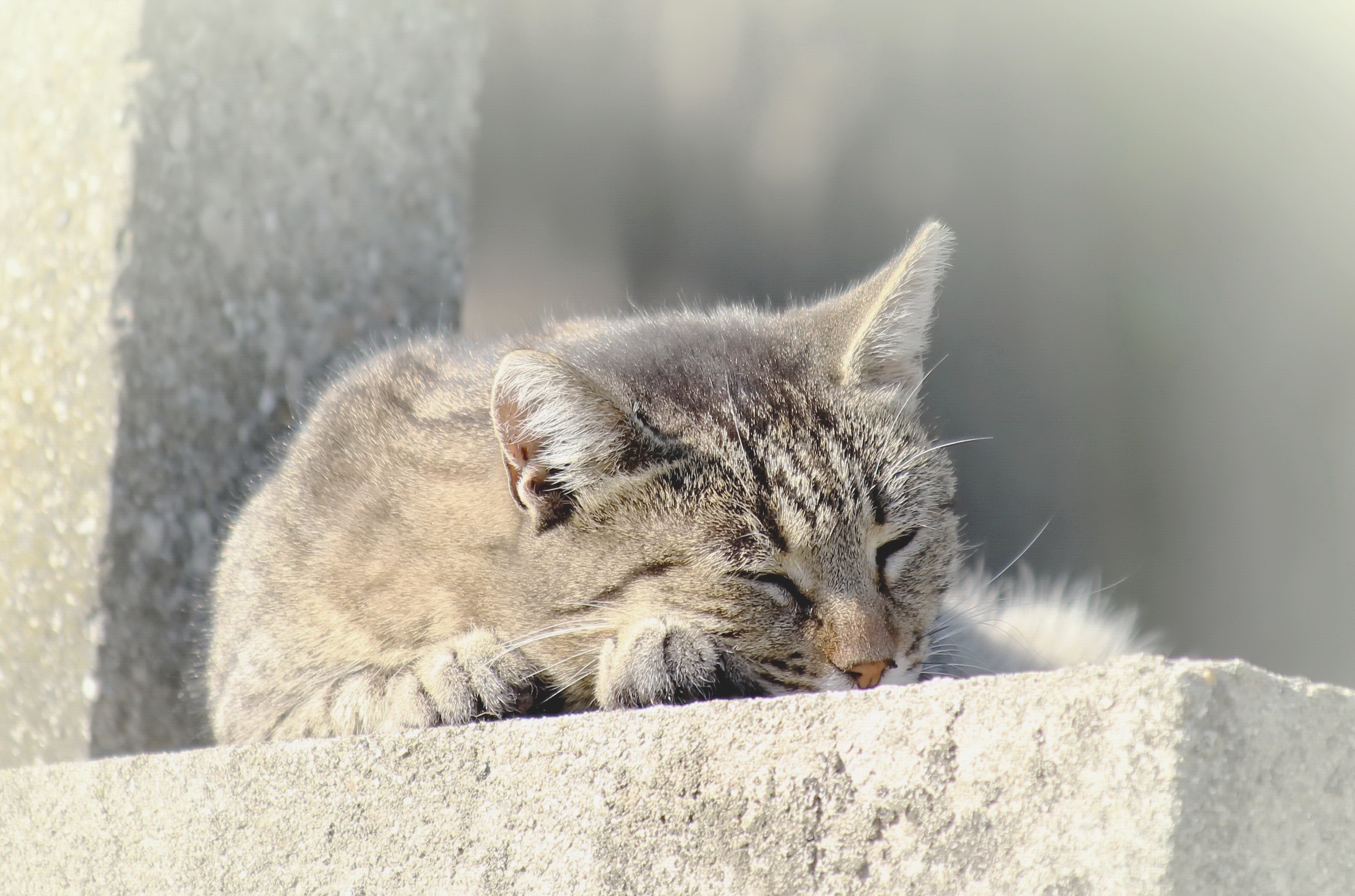 Download mobile wallpaper Cats, Cat, Animal, Sleeping for free.