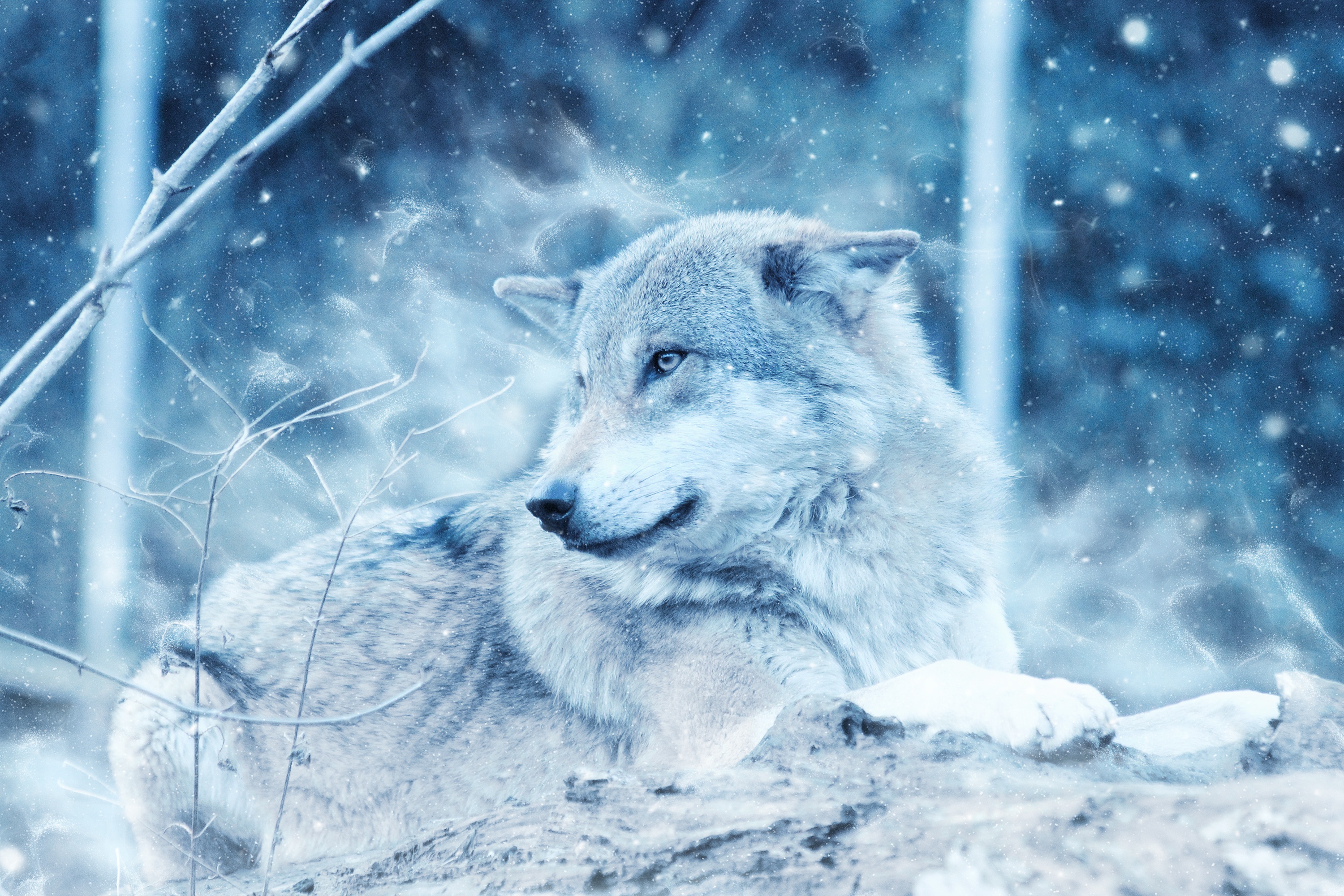 Free download wallpaper Wolf, Animal, Lying Down, Wolves on your PC desktop