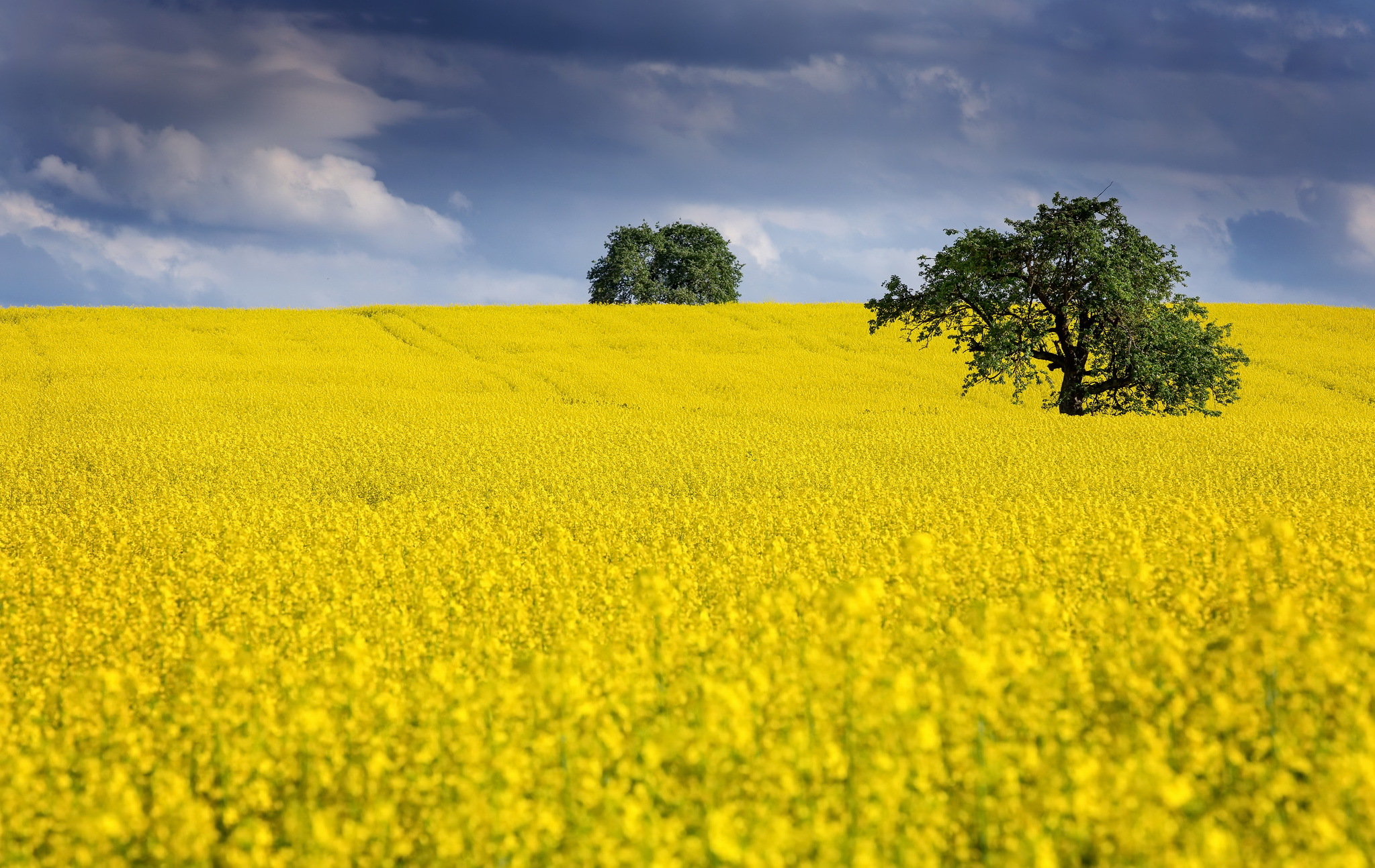 Free download wallpaper Nature, Summer, Tree, Earth, Field, Yellow Flower, Canola on your PC desktop