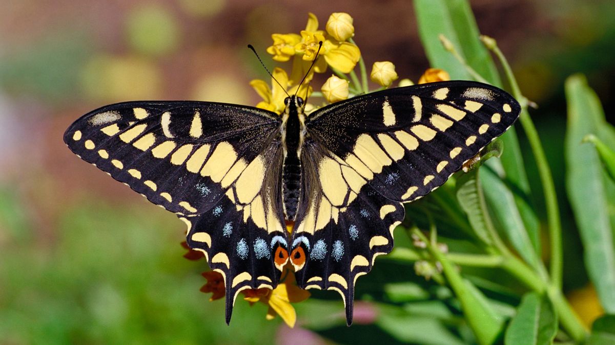 Hd Desktop Wallpaper: Butterfly, Animal Download Free Picture #566801