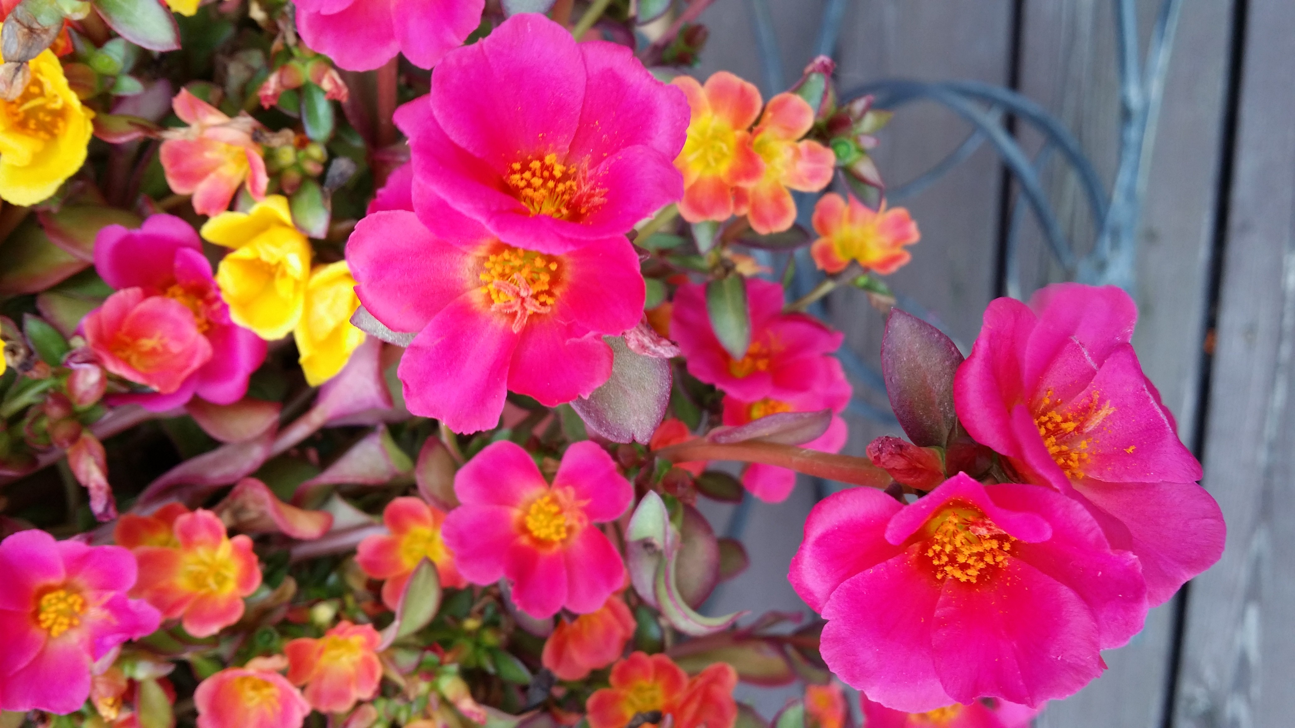 Descarga gratuita de fondo de pantalla para móvil de Flores, Flor, Flor Rosa, De Cerca, Tierra/naturaleza.