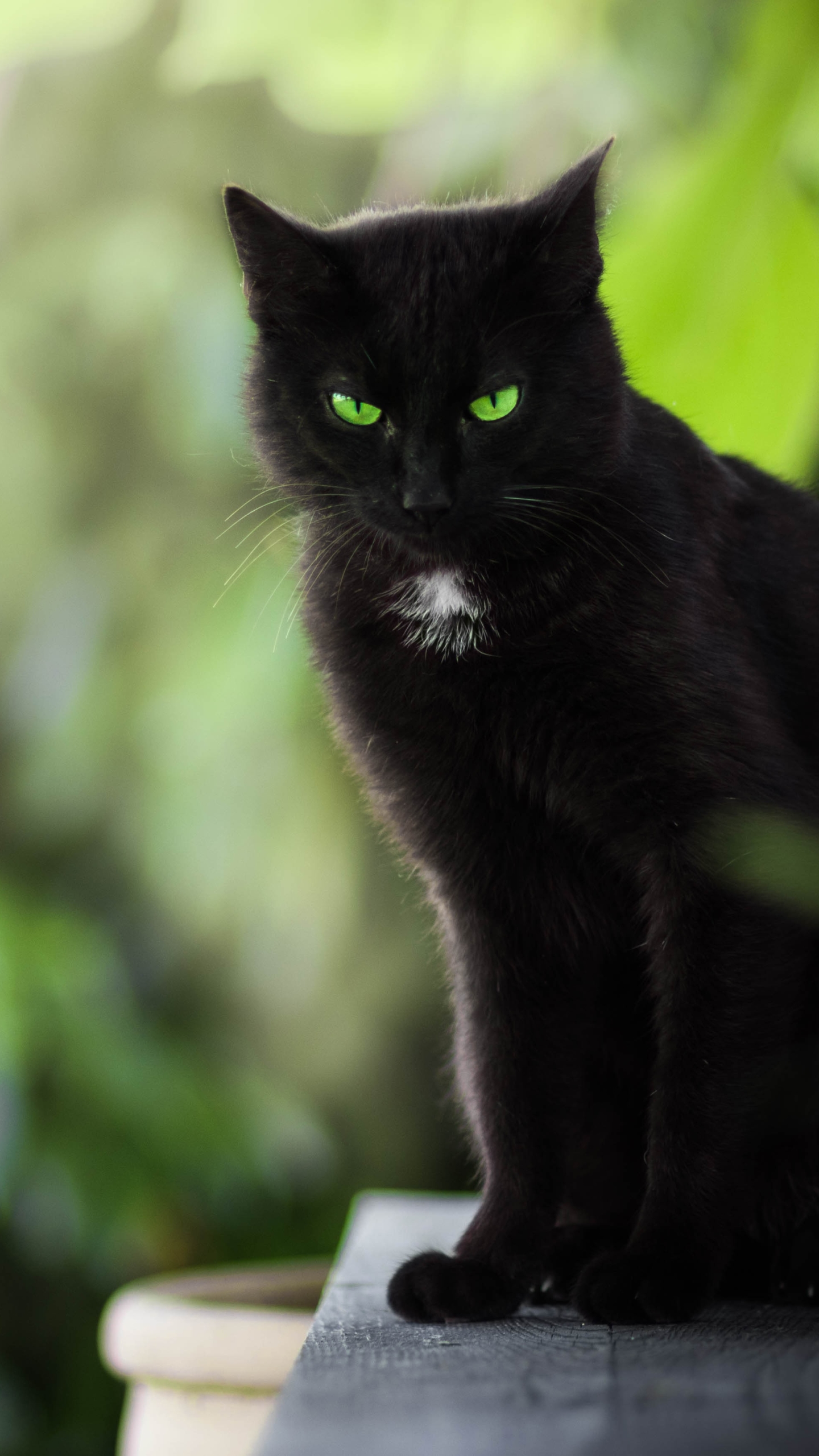 Download mobile wallpaper Cats, Cat, Animal, Green Eyes, Stare, Depth Of Field for free.