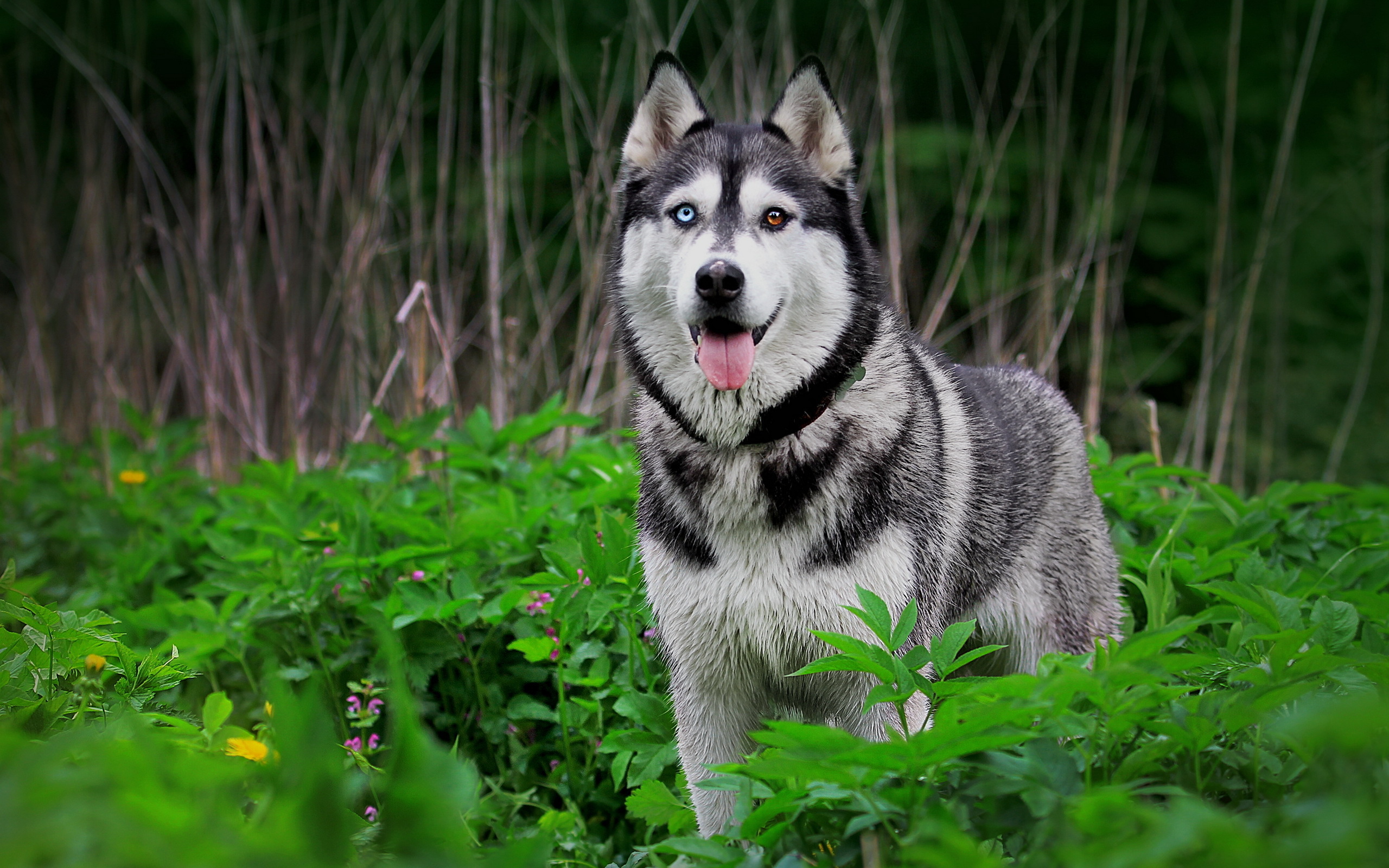 263565 Bild herunterladen tiere, sibirischer husky, hund, hunde - Hintergrundbilder und Bildschirmschoner kostenlos