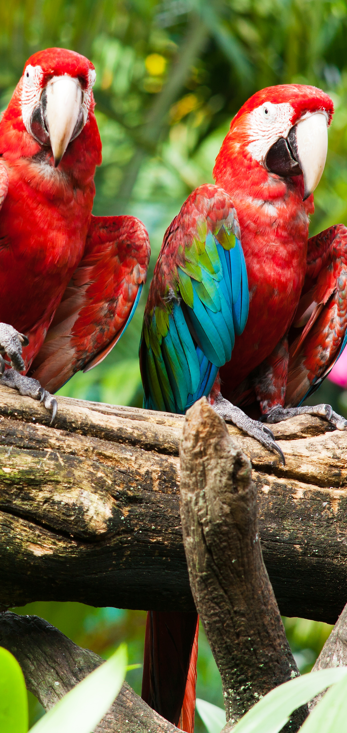 Download mobile wallpaper Birds, Animal, Red And Green Macaw for free.