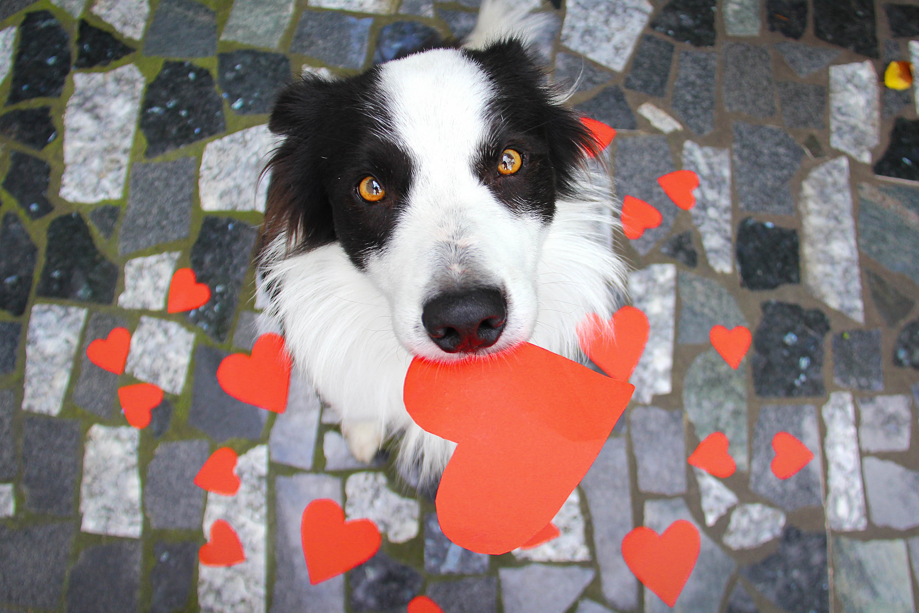 無料モバイル壁紙動物, 犬, ボーダーコリー, 心臓をダウンロードします。