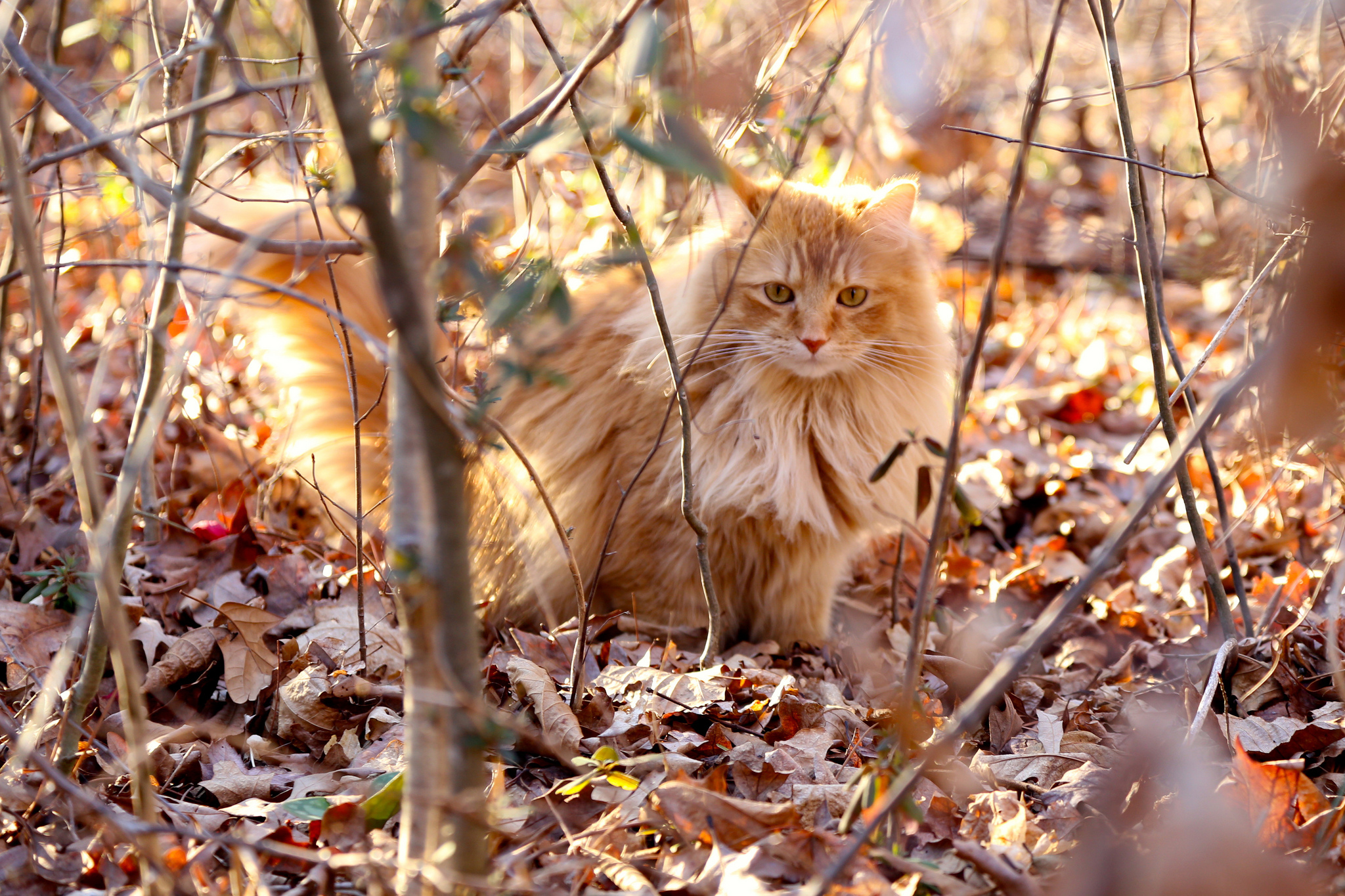 Descarga gratuita de fondo de pantalla para móvil de Animales, Gatos, Gato.