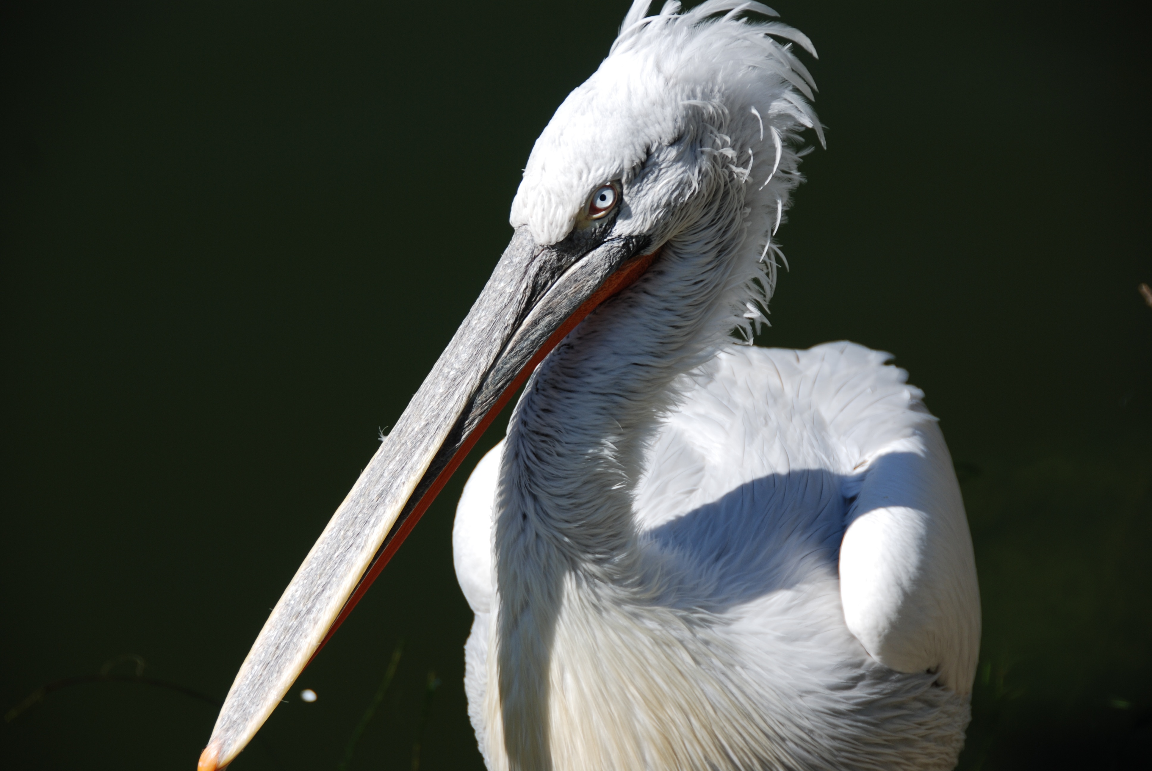 Free download wallpaper Birds, Bird, Animal, Pelican on your PC desktop