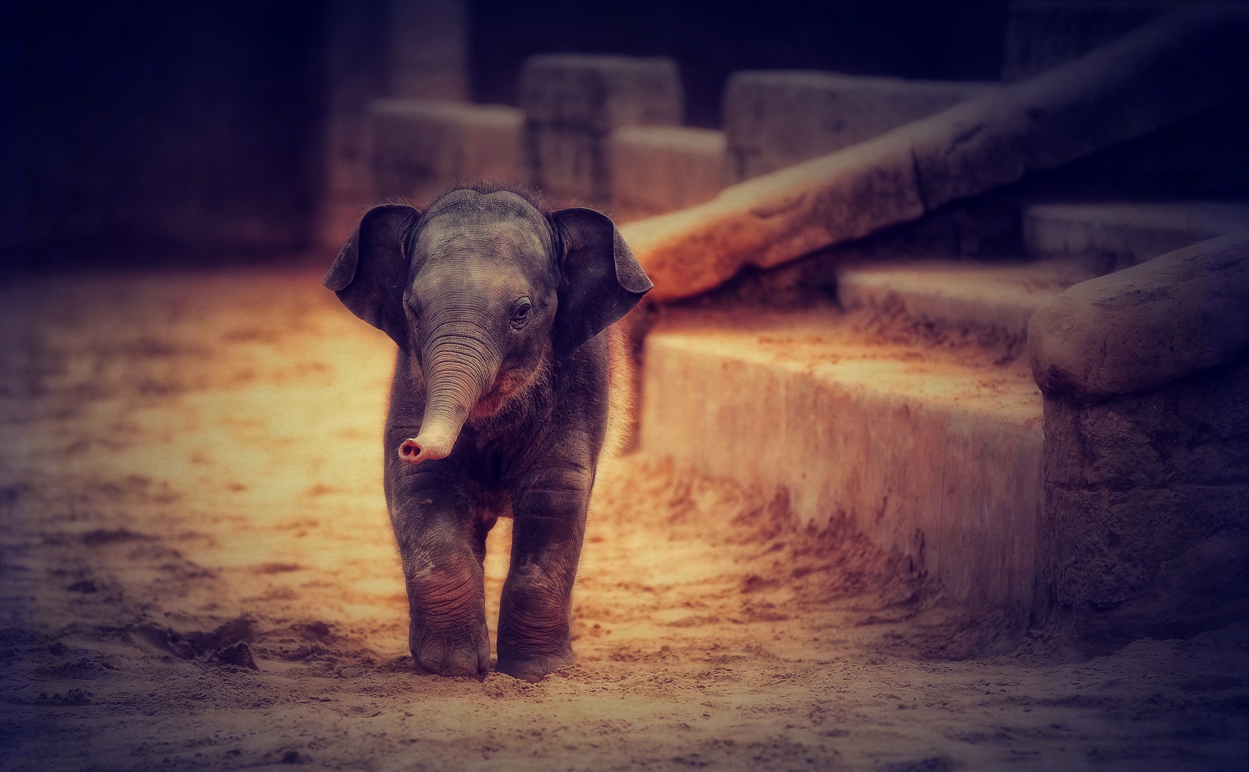 Free download wallpaper Elephants, Animal, Baby Animal, Asian Elephant on your PC desktop